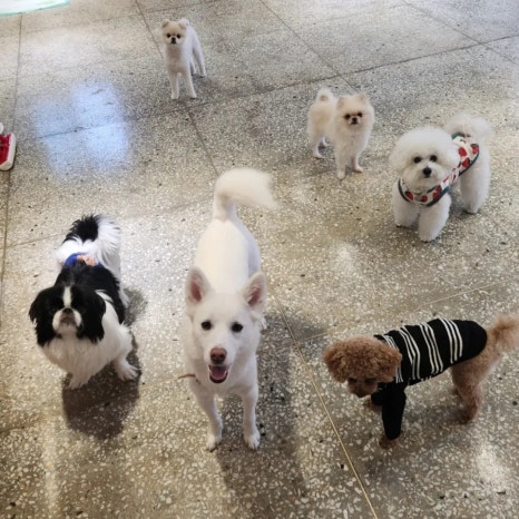 출근길 강아지 유치원 호텔 대표 이미지