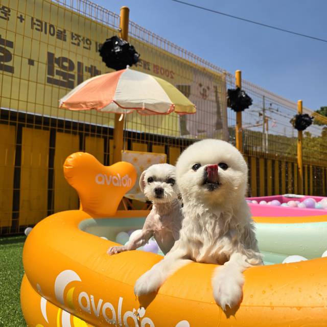 놀러오개 애견유치원 애견호텔 수유점 반려동물 동반 애견카페