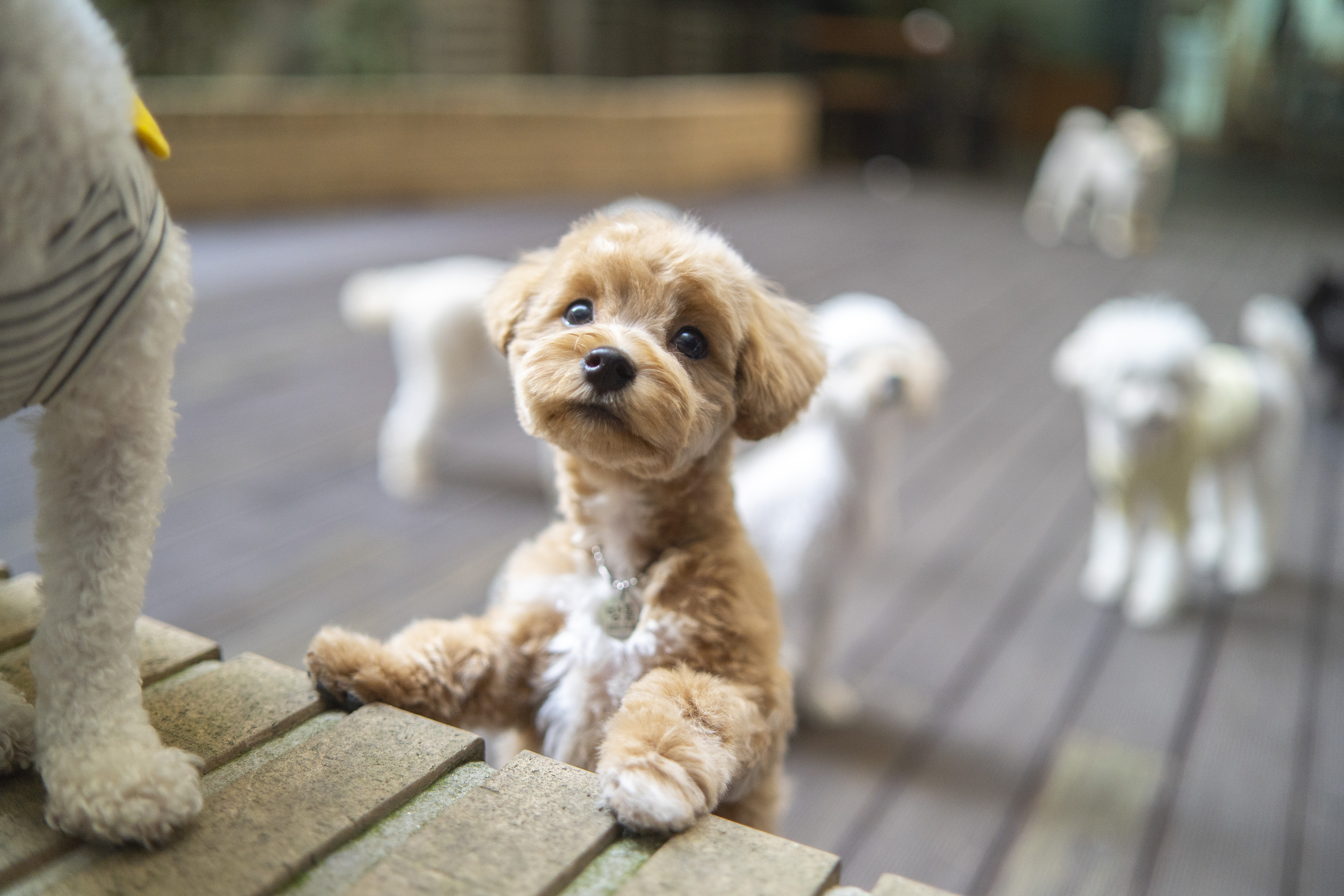 돌리샵 돌봄 대표 이미지