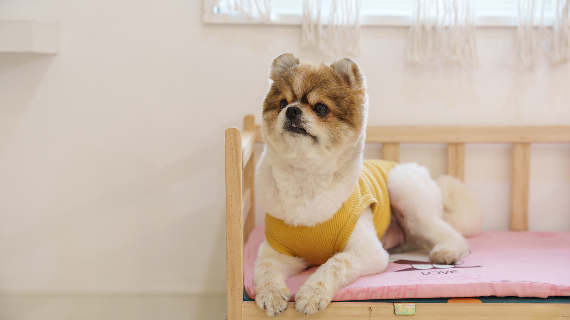 엘시아애견풀빌라 대표 이미지
