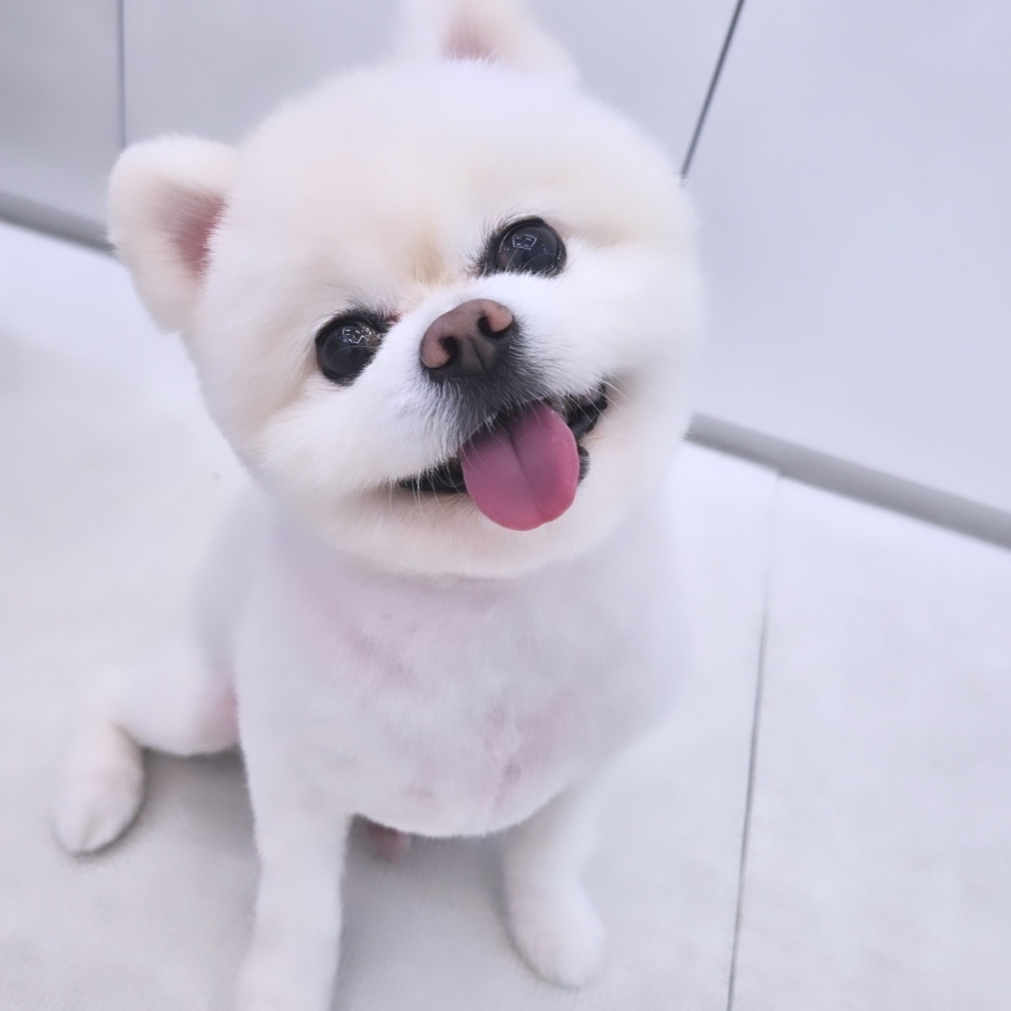 힐스독카페 2