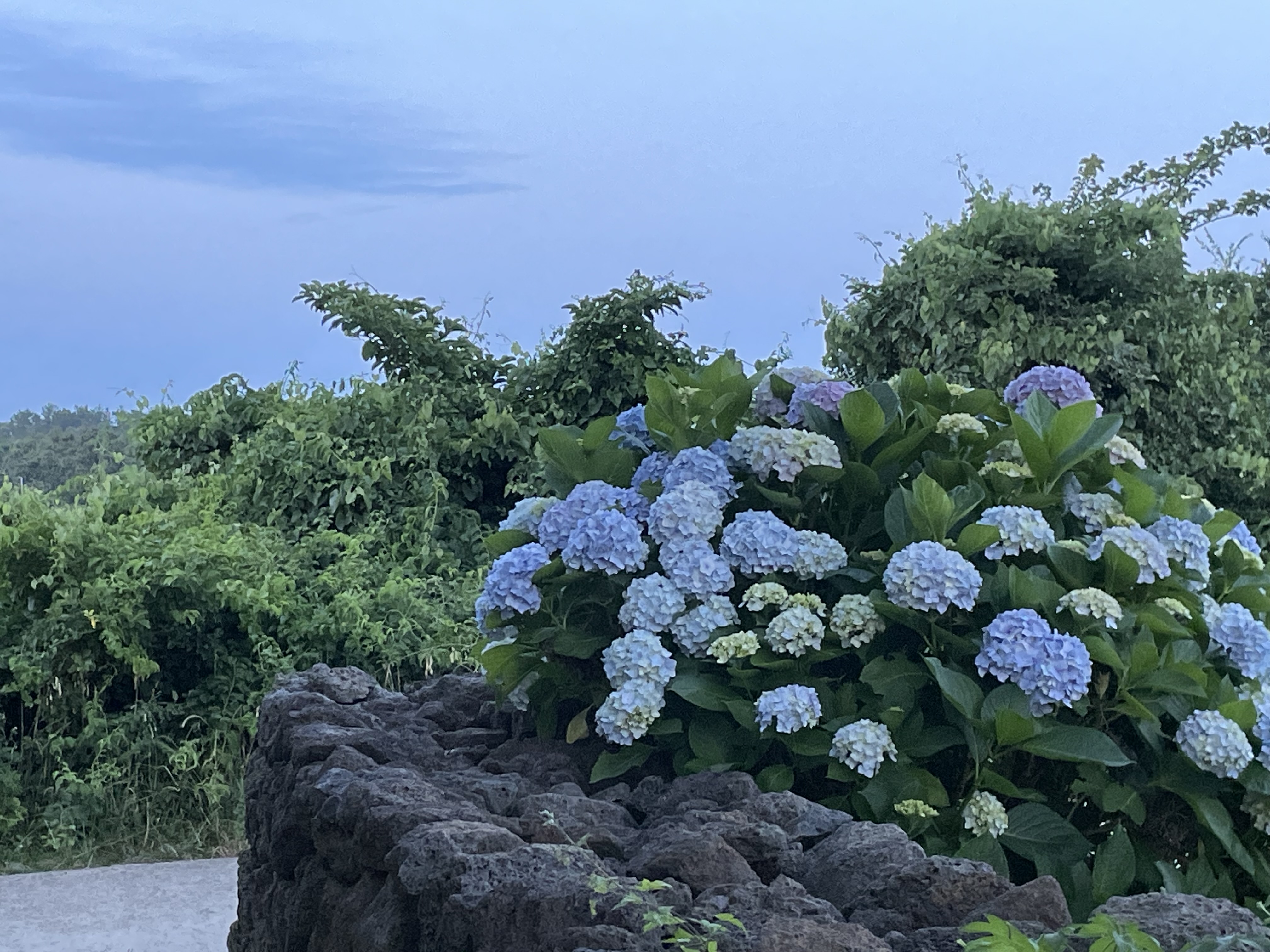 낙천리장