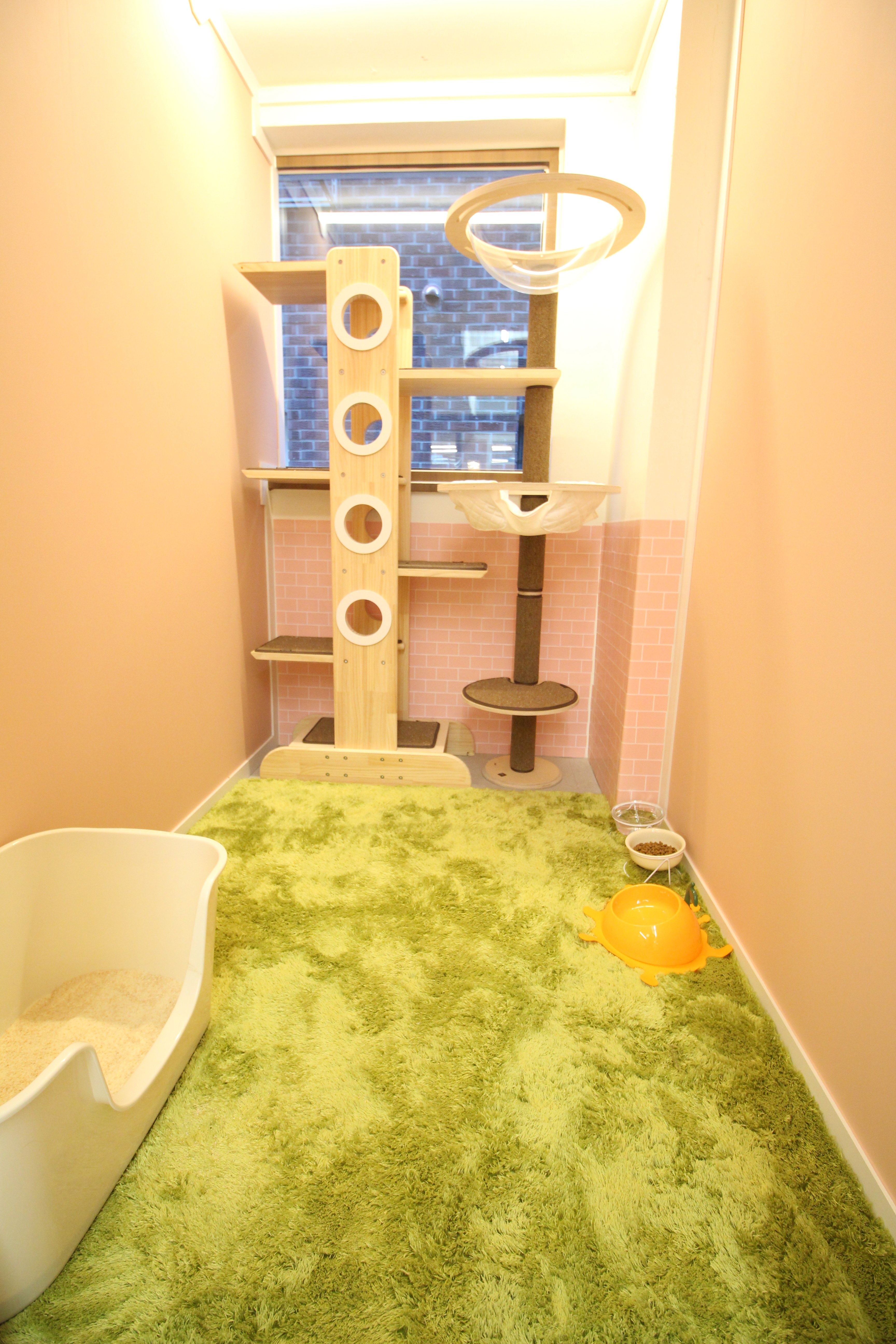 강남고양이호텔 미용 츄캣 대표 이미지