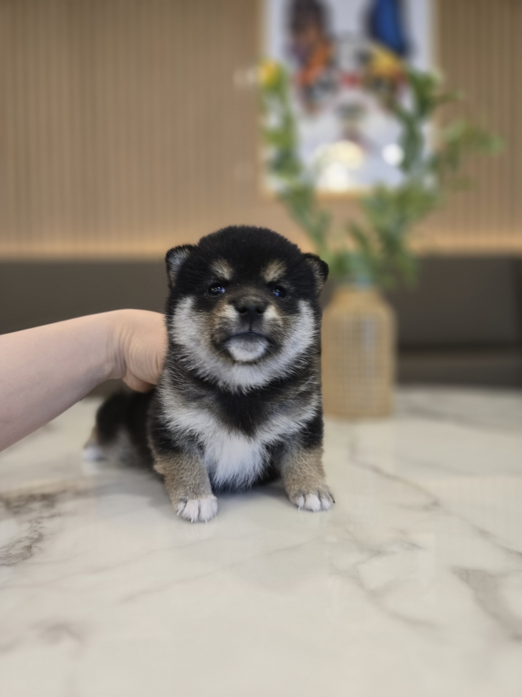 애견용품할인매장 대표 이미지
