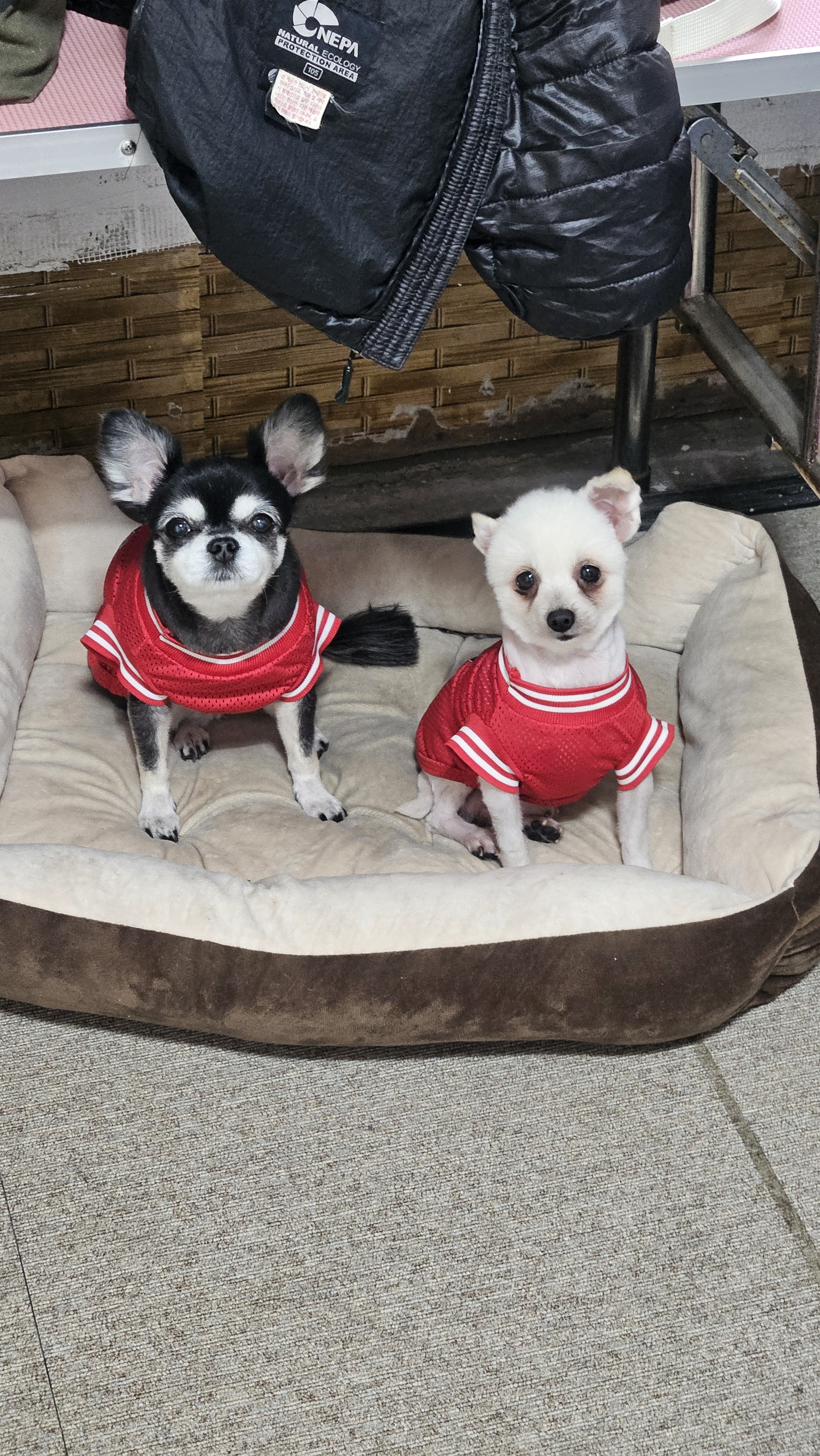 빵댕이애견미용실 대표 이미지