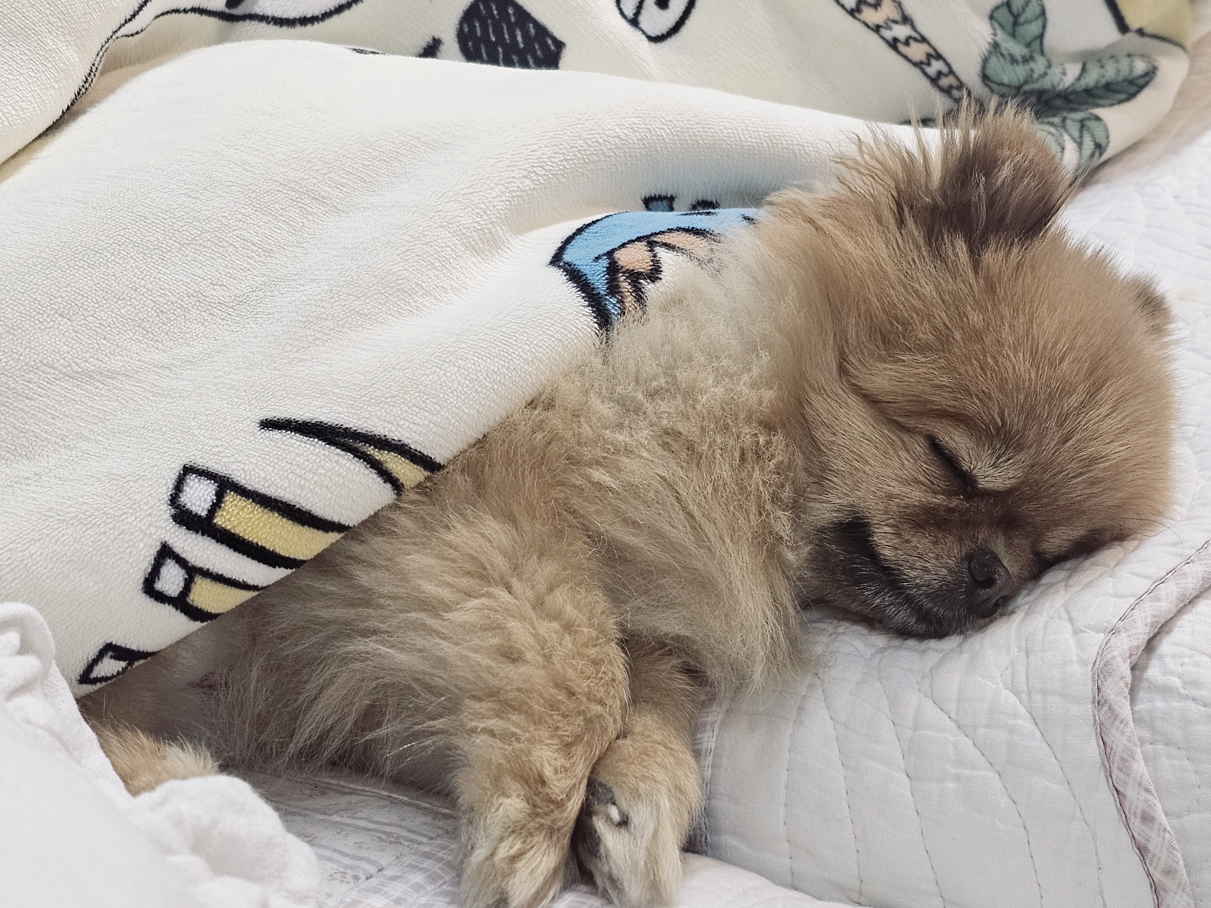 보듬보듬 애견호텔 대표 이미지
