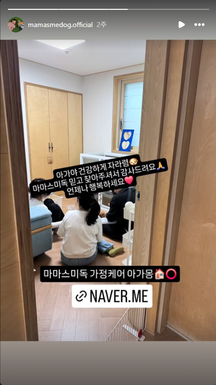 대구강아지분양 마마스미독 본점 대표 이미지