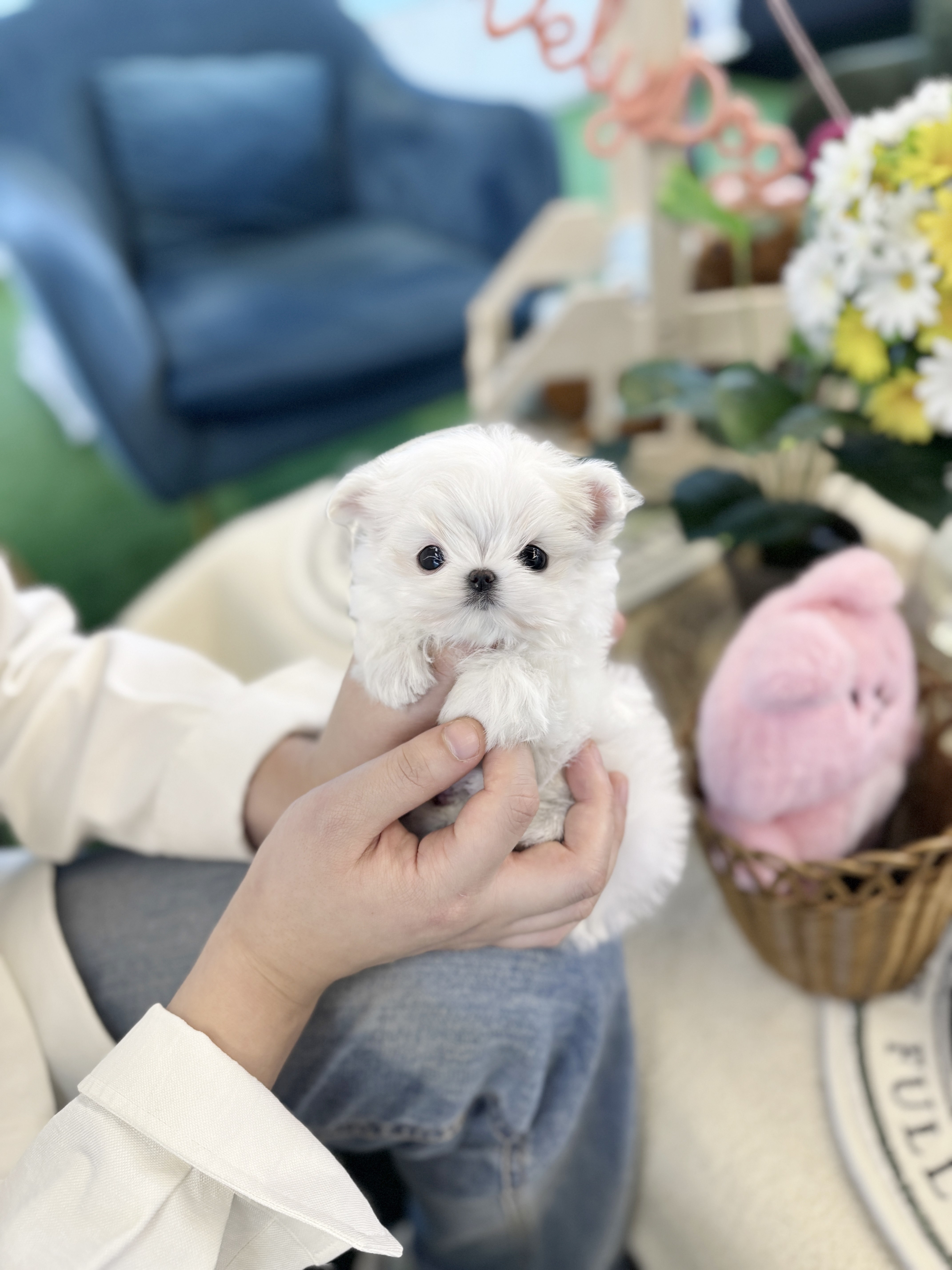 블리독 수원점 대표 이미지