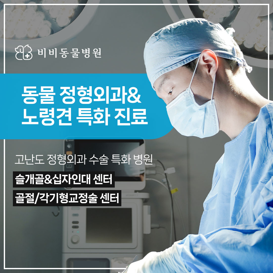 비비동물병원
