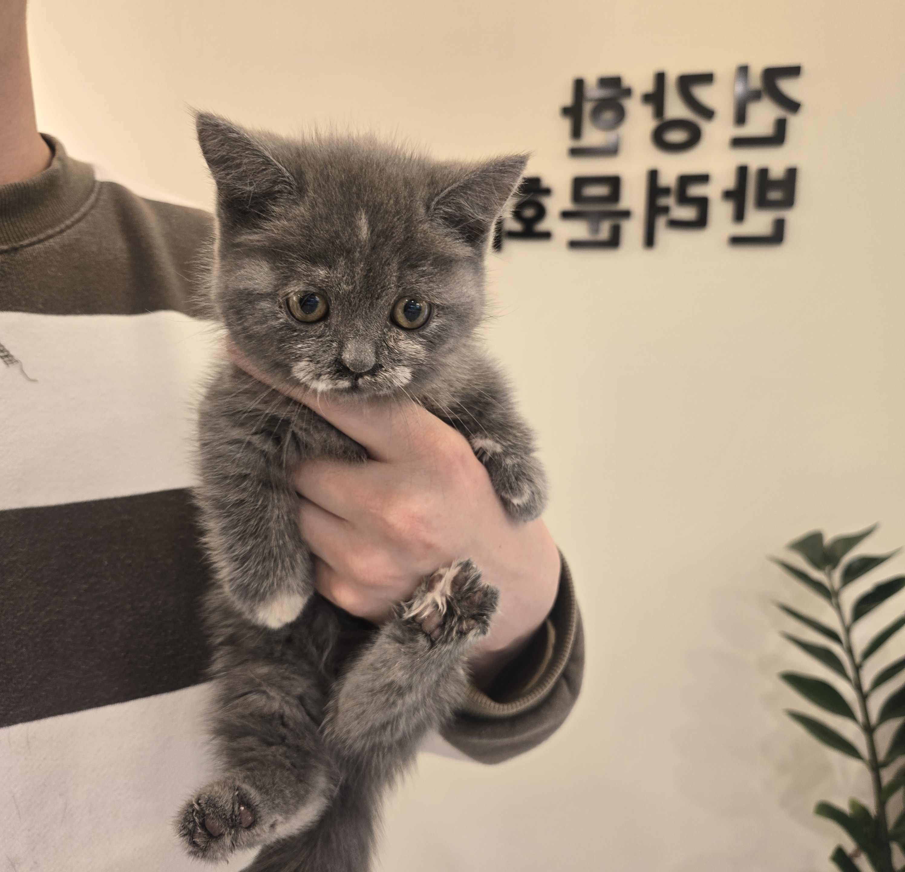 라이프독 강릉점 대표 이미지