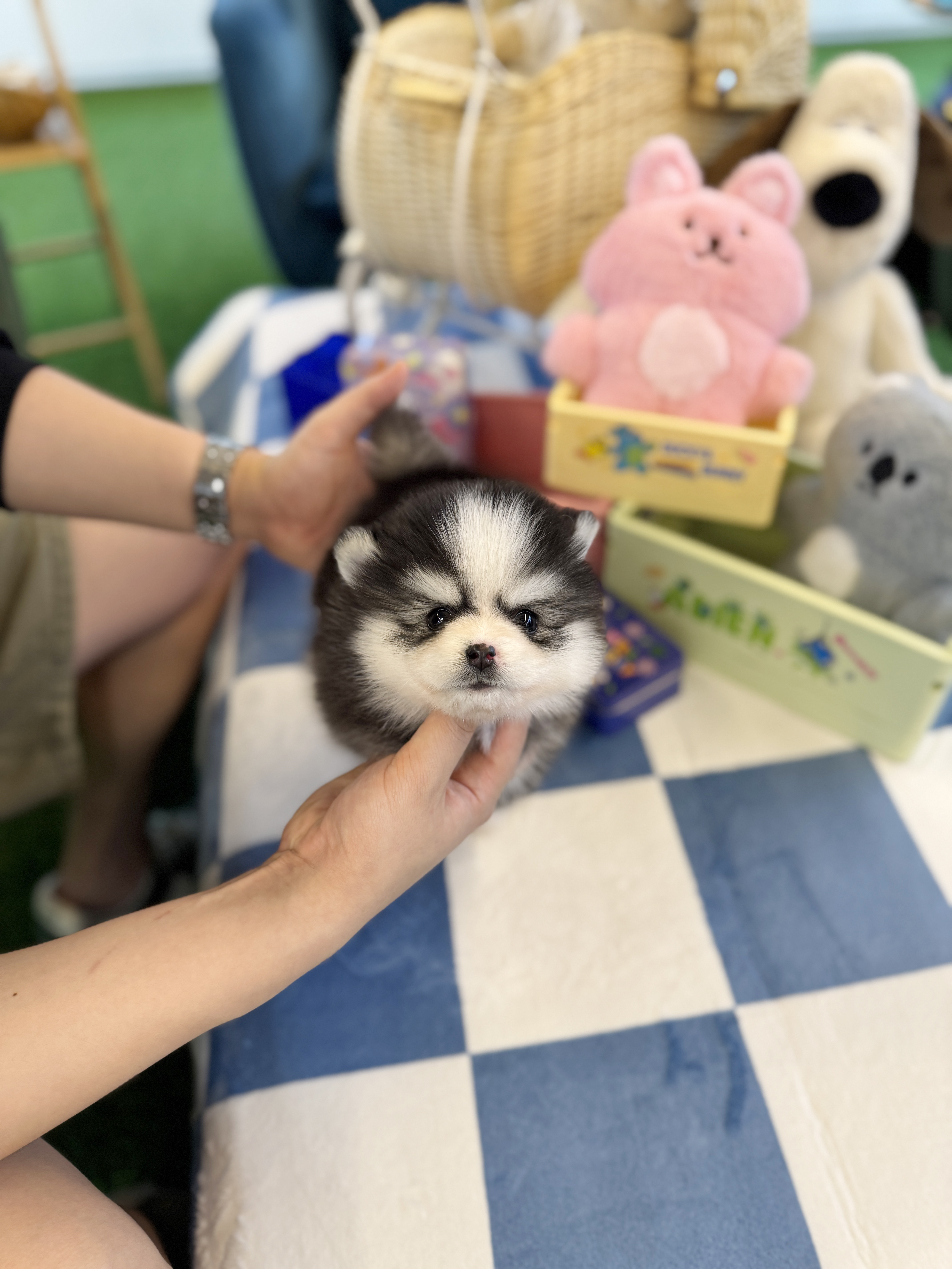 블리독 수원점 이미지