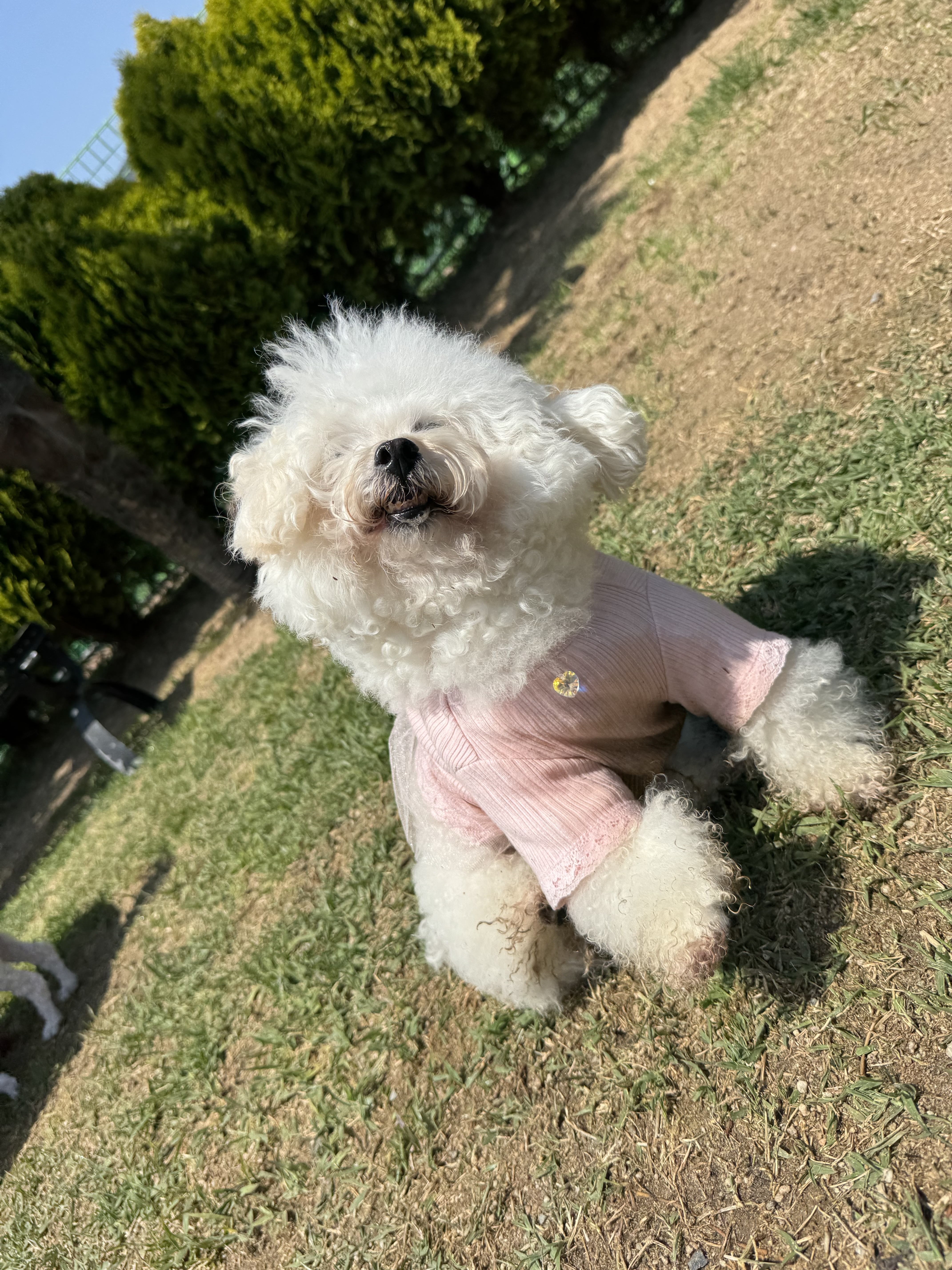 멍멍친구들 대표 이미지