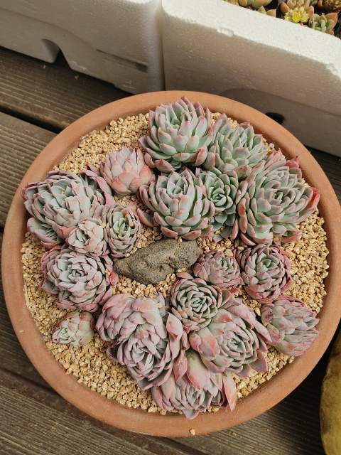 행복꽃농원