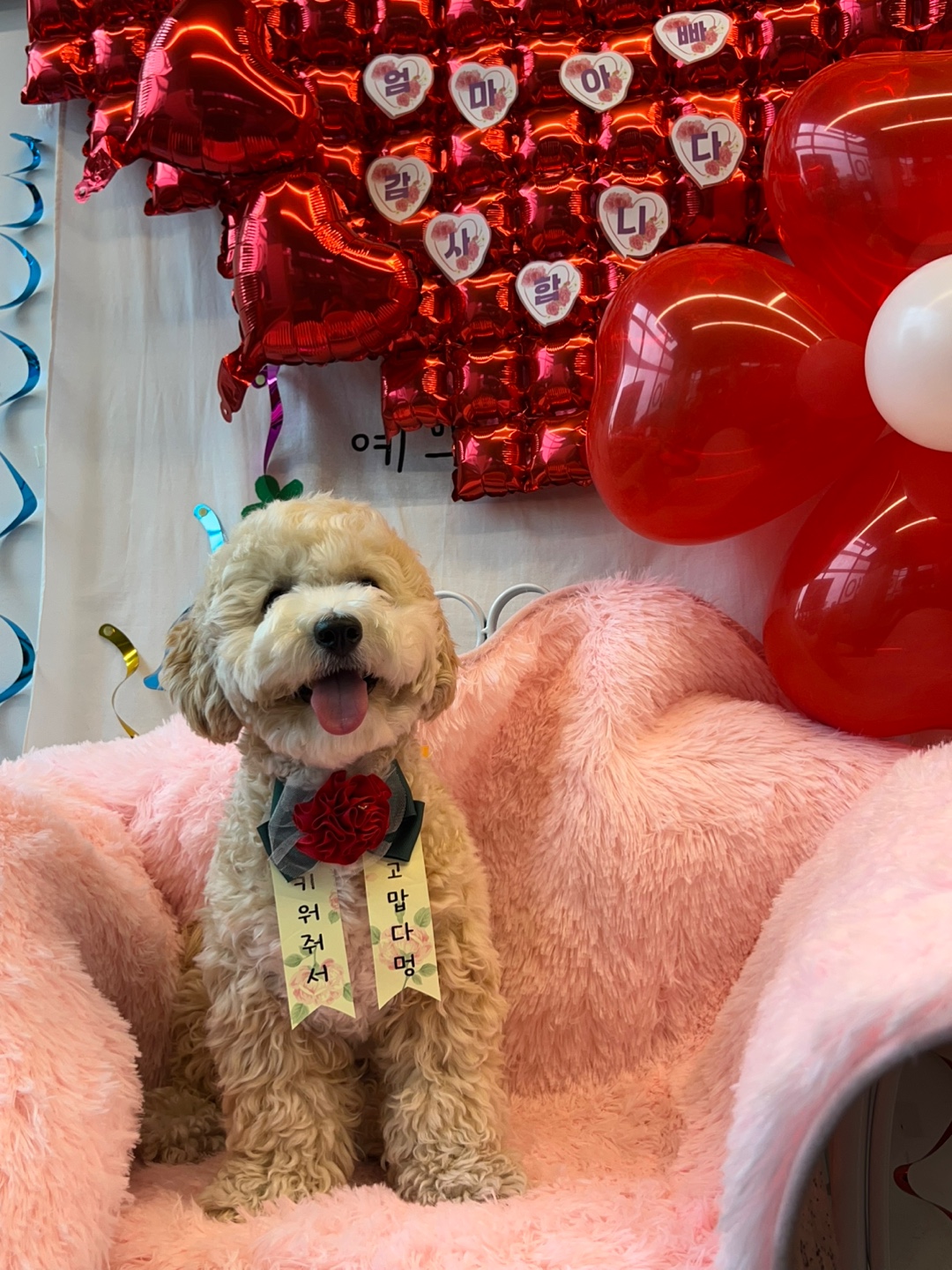 퍼피케어 애견호텔&애견유치원&애견놀이방 대표 이미지