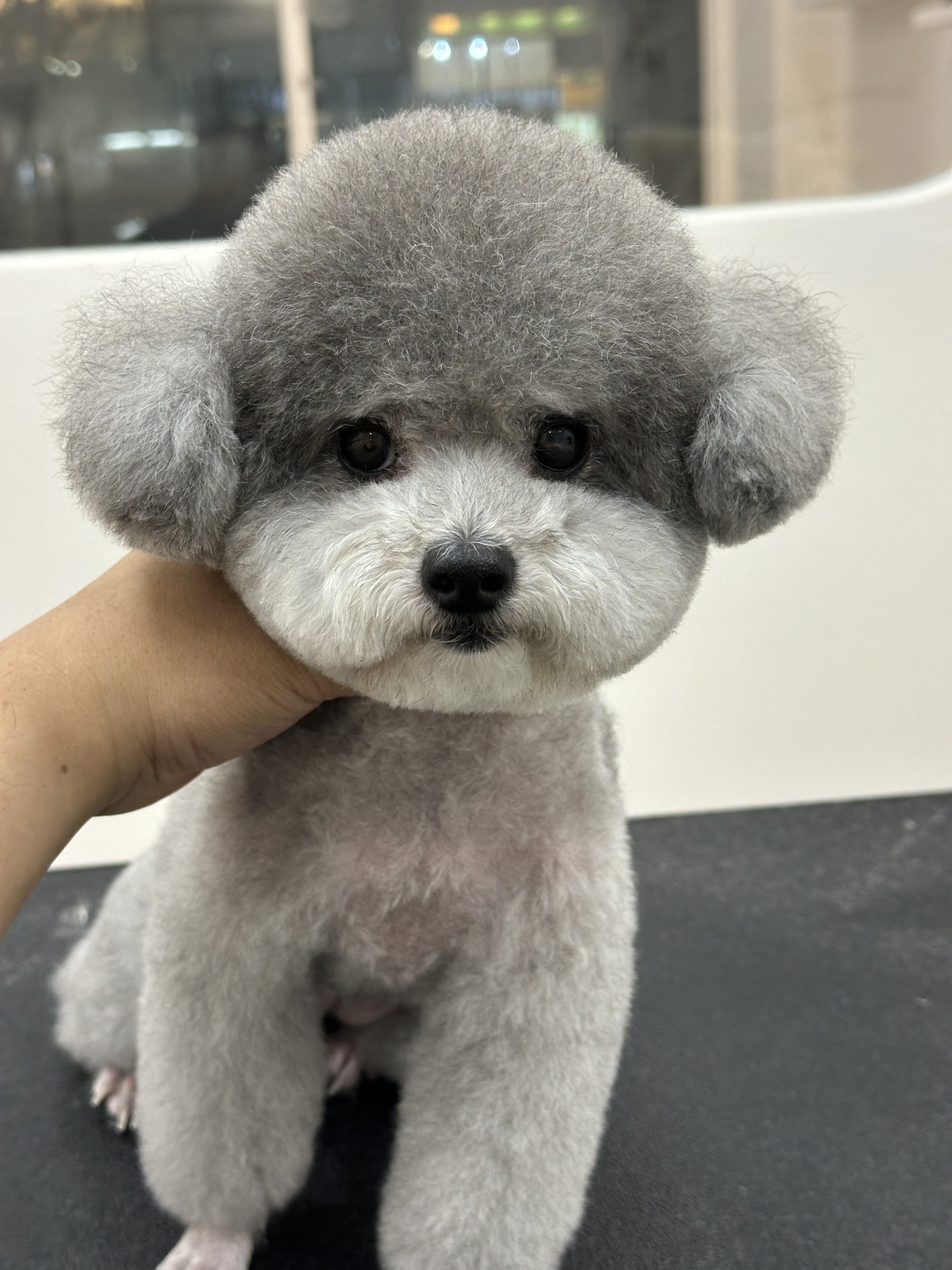 댕끌림 대표 이미지