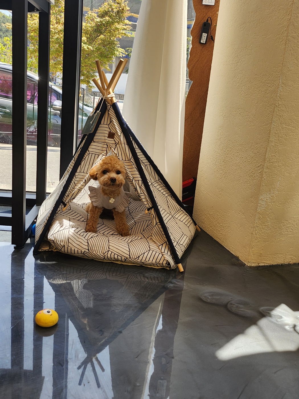 낼름&애견샵 대표 이미지