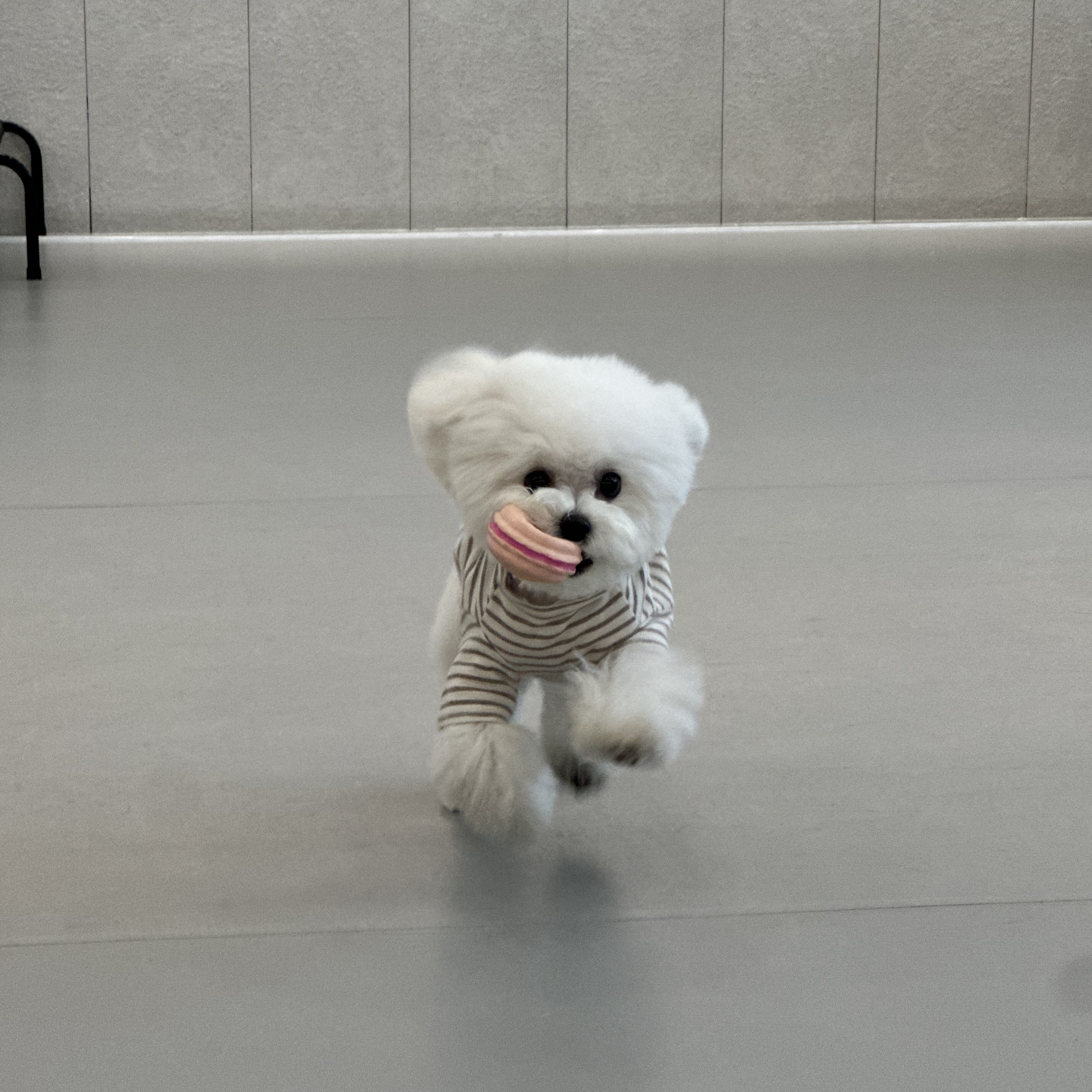 케어독스 강아지유치원 대표 이미지