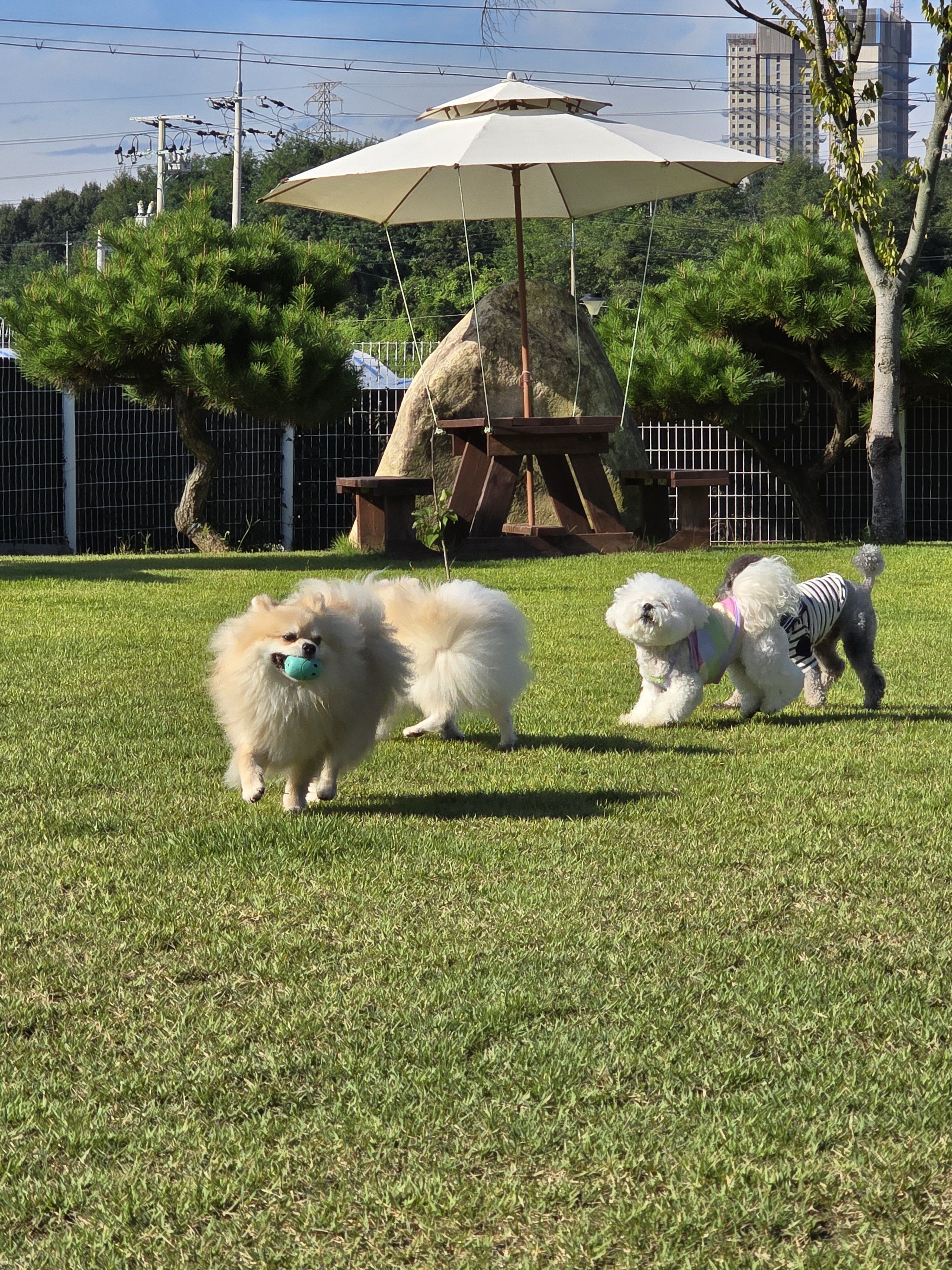 꽃개 대표 이미지