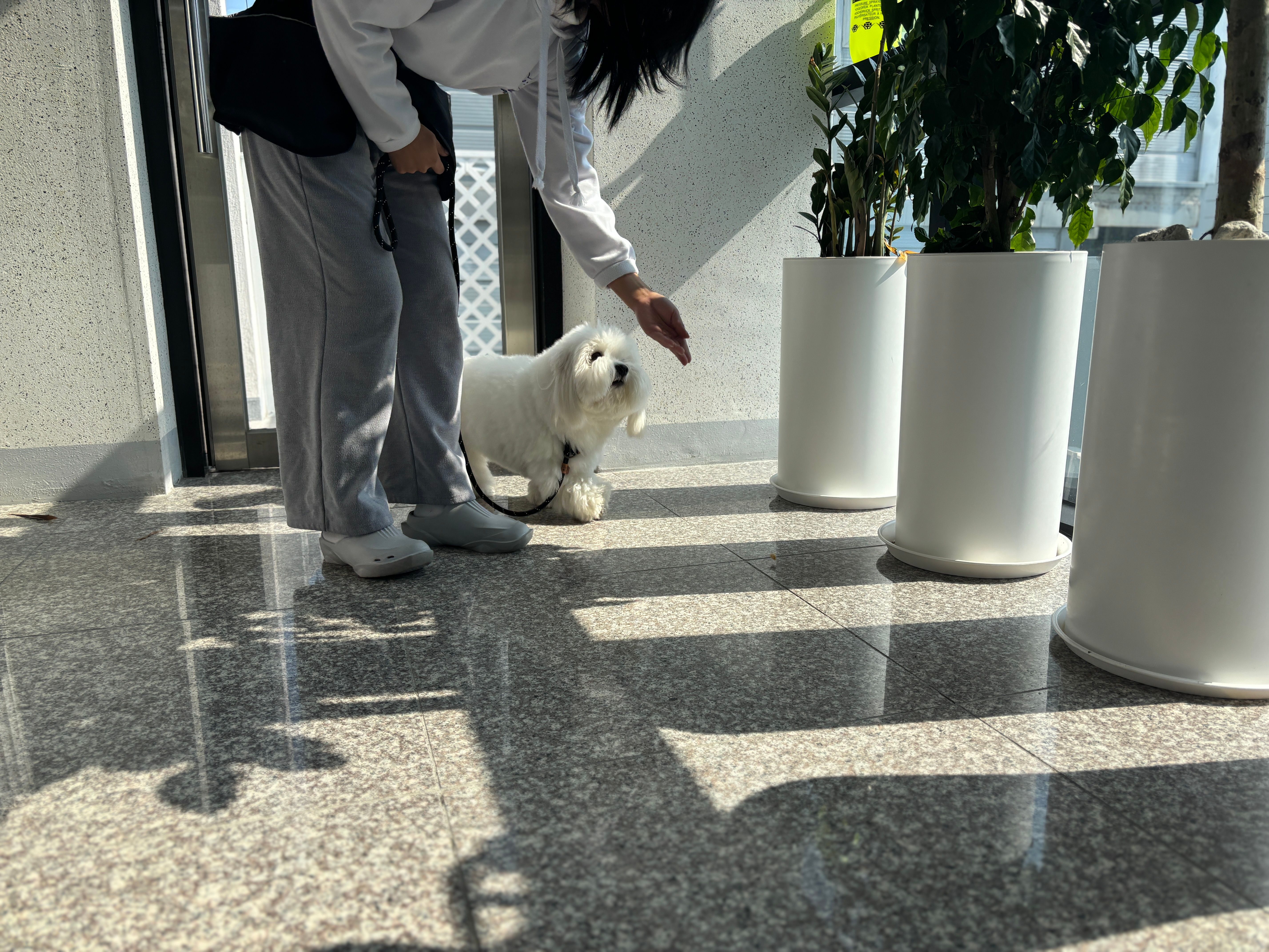 우쭈쭈플렉스 애견 유치원 호텔 미용 대표 이미지