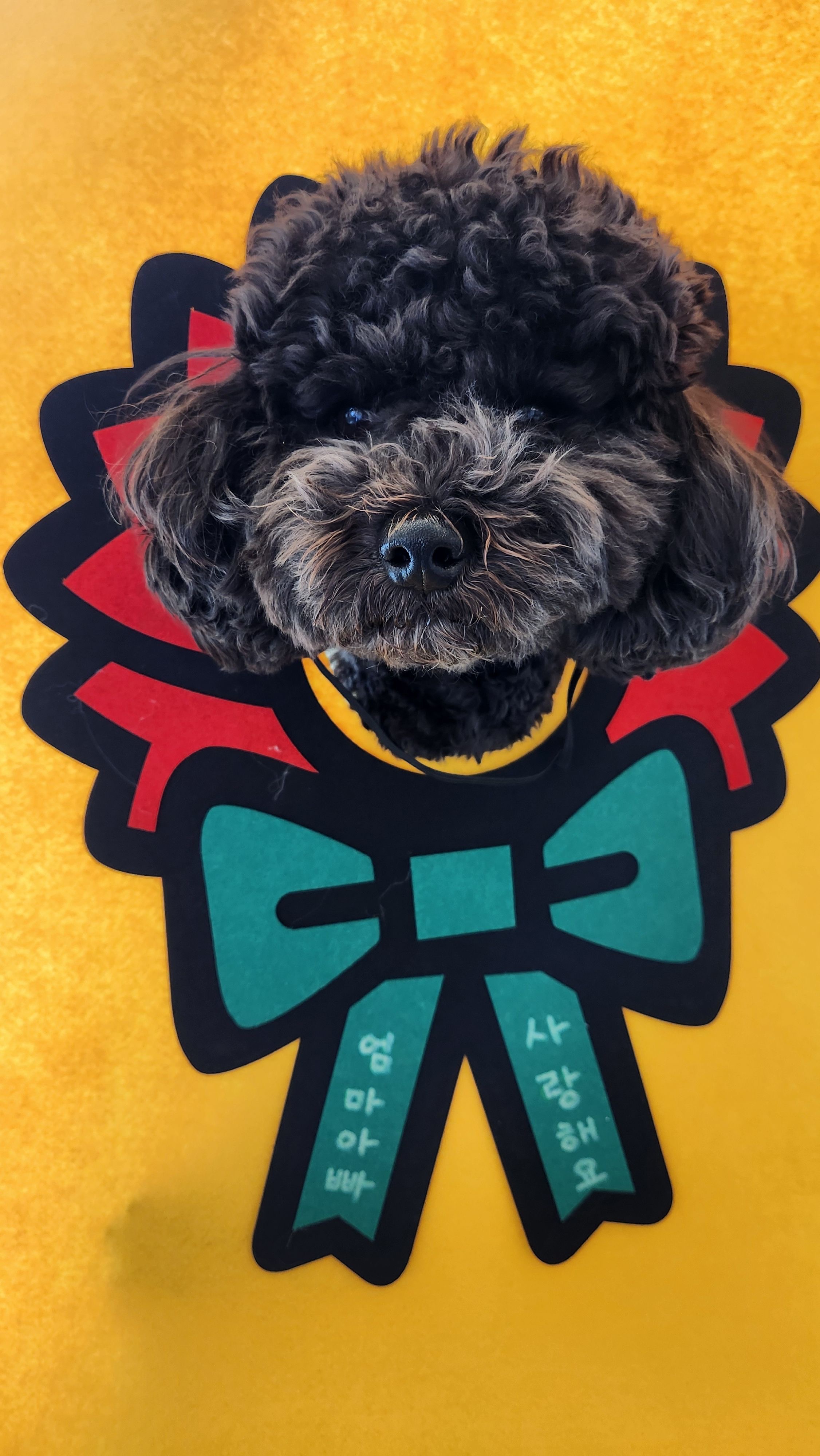 댕글댕글유치원 대표 이미지