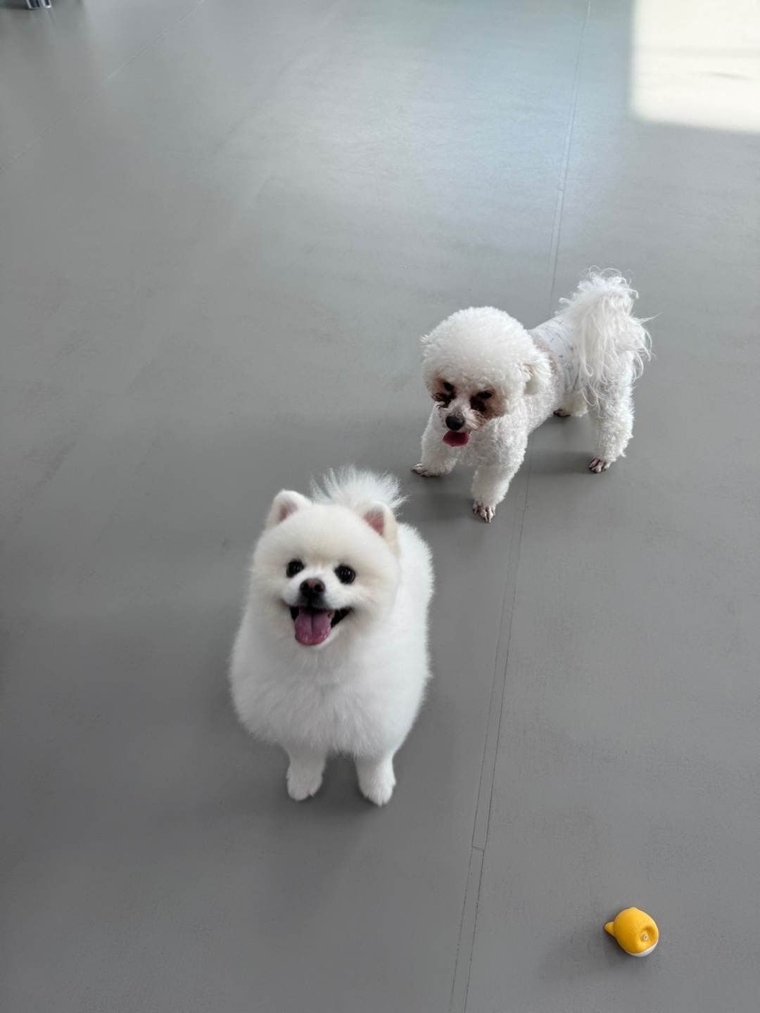 온리펫살롱 대표 이미지