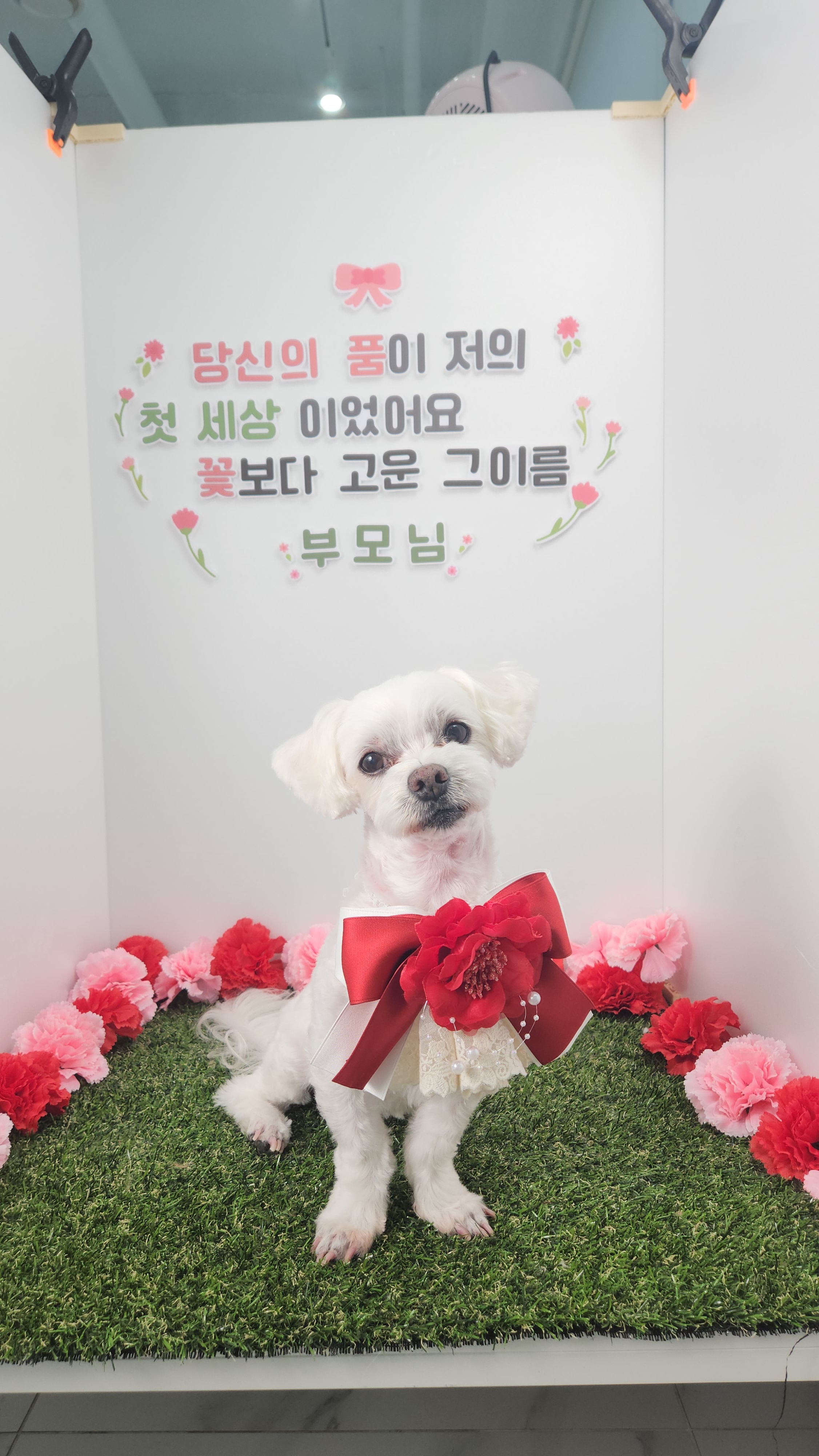 해피 오브 트리밍 대표 이미지