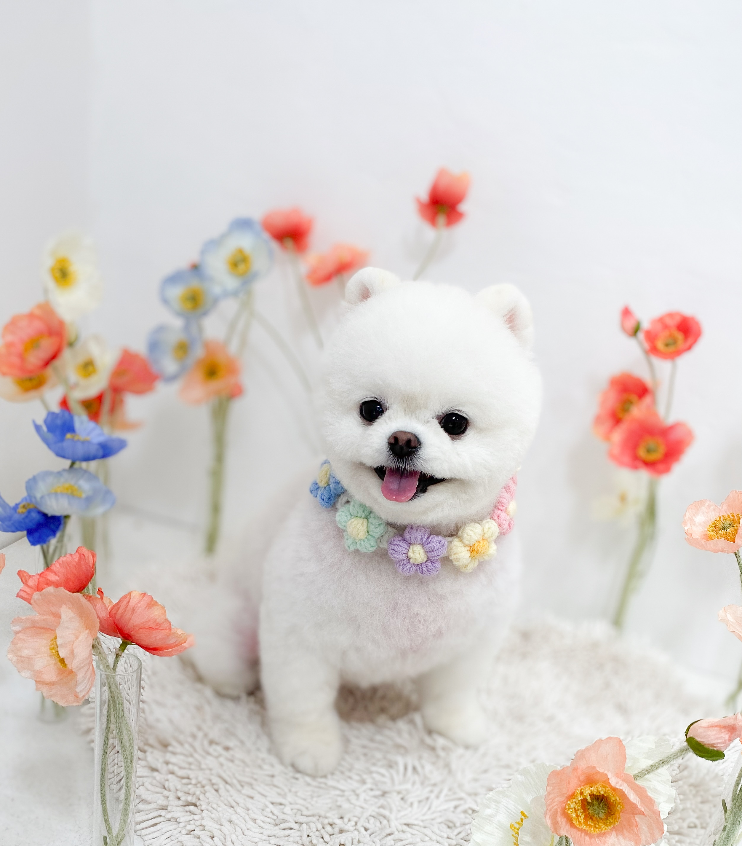 쿨독펫샵 대표 이미지