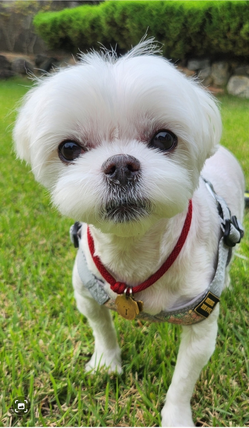 러블리펫 대표 이미지