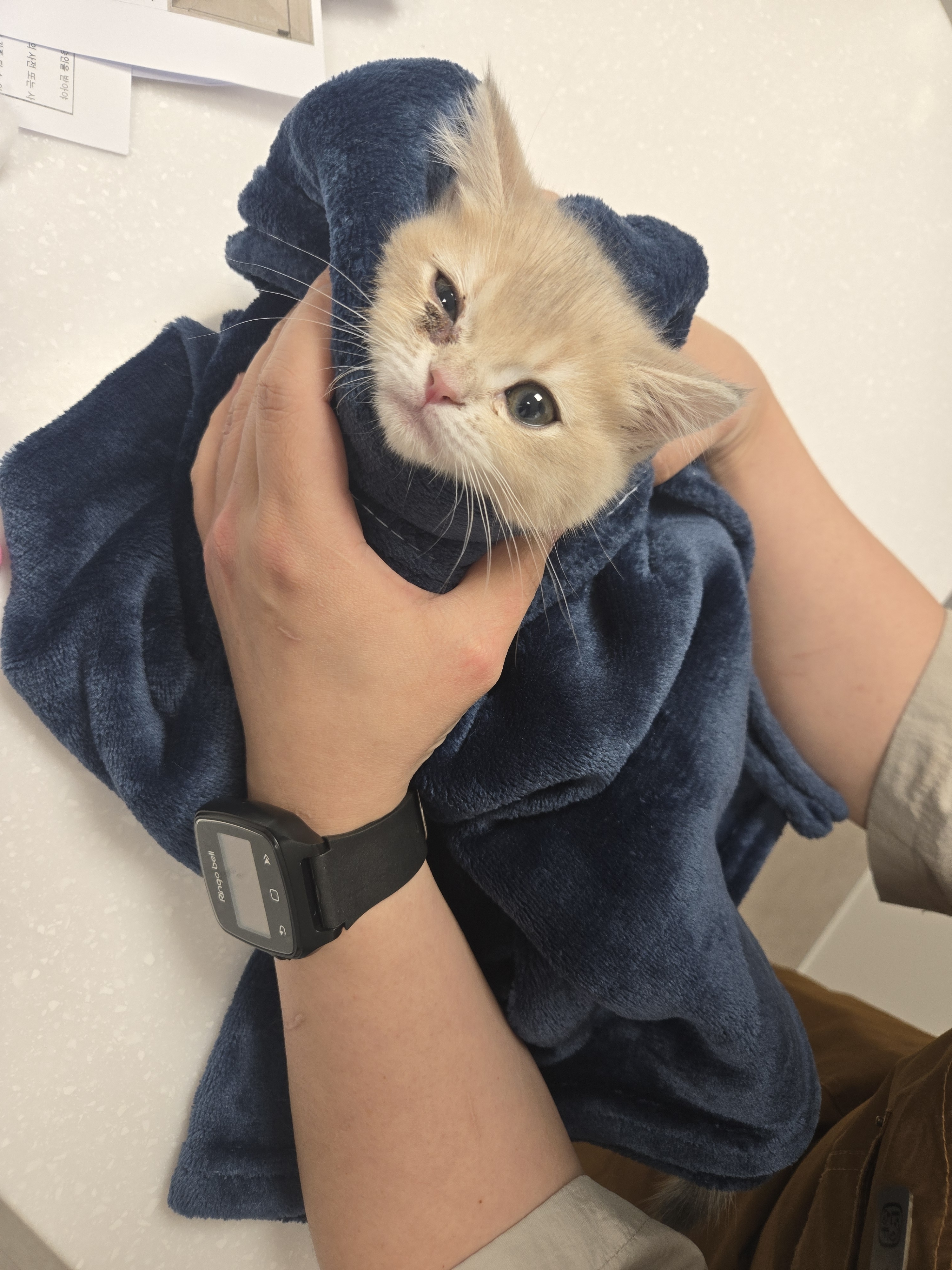 리디아동물병원 대표 이미지