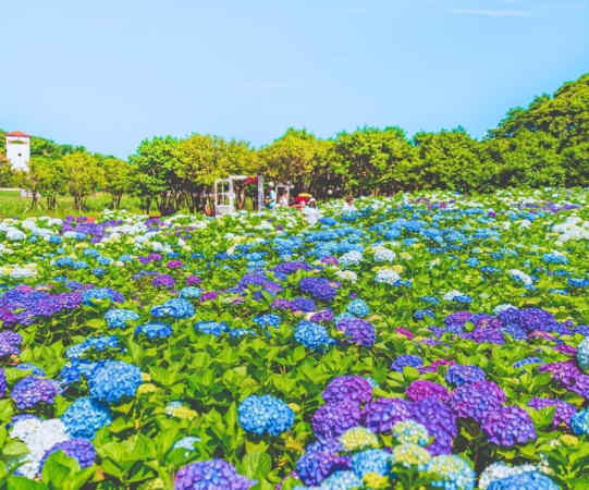 삼성여행사 대구