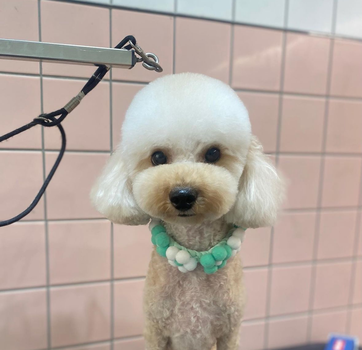 디아나동물병원부속반려동물미용실 대표 이미지