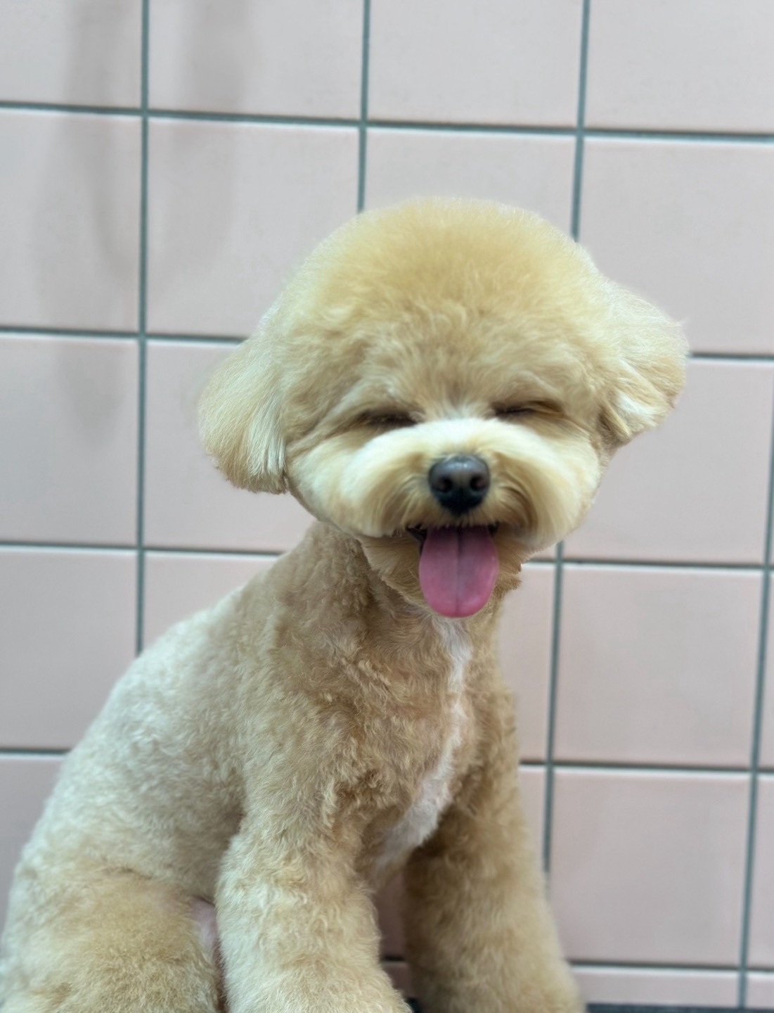 디아나동물병원부속반려동물미용실 대표 이미지