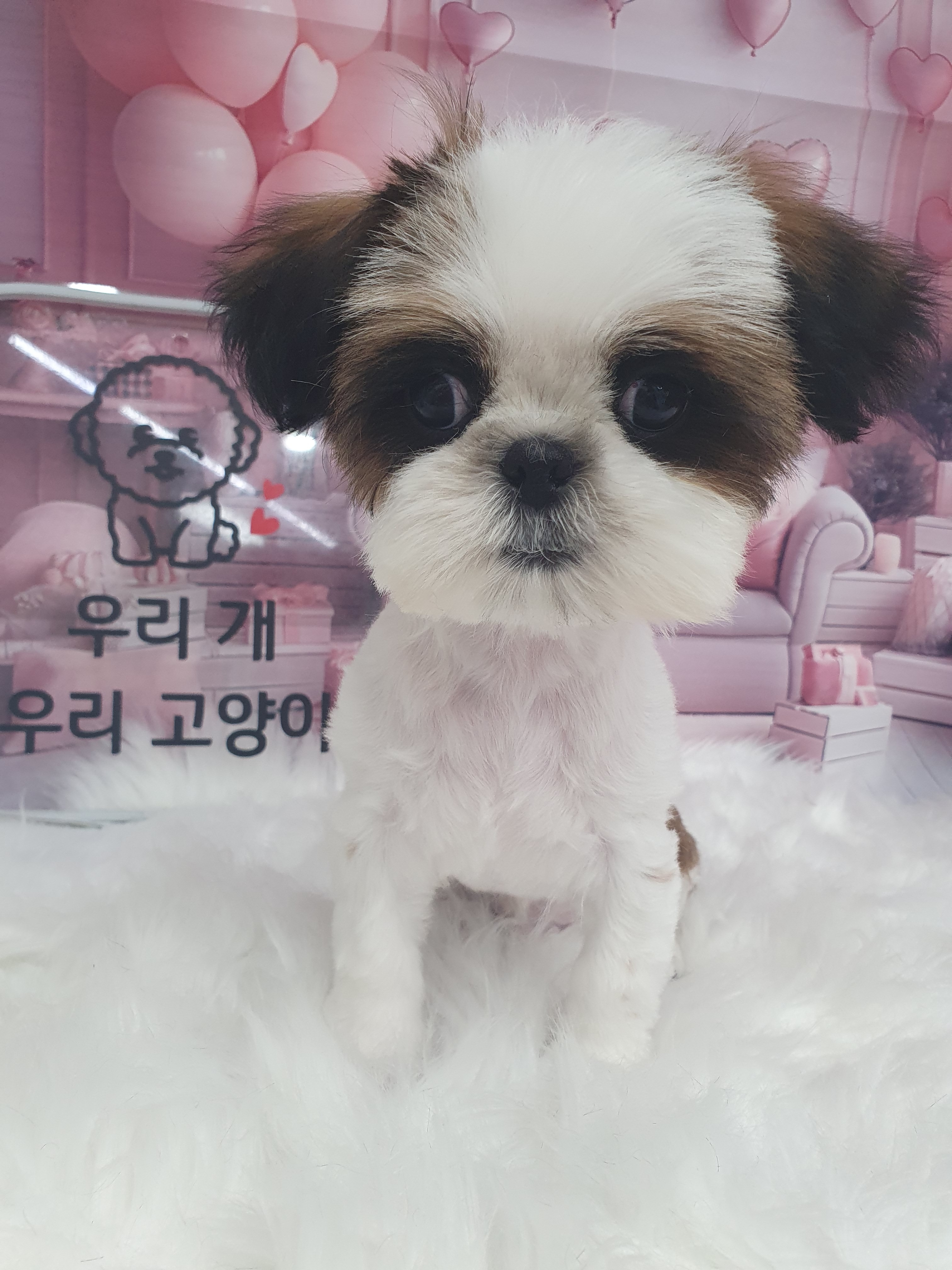우리개우리냥이 대표 이미지