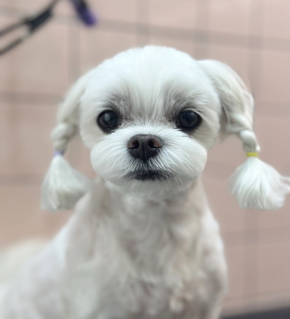 디아나동물병원부속반려동물미용실 대표 이미지