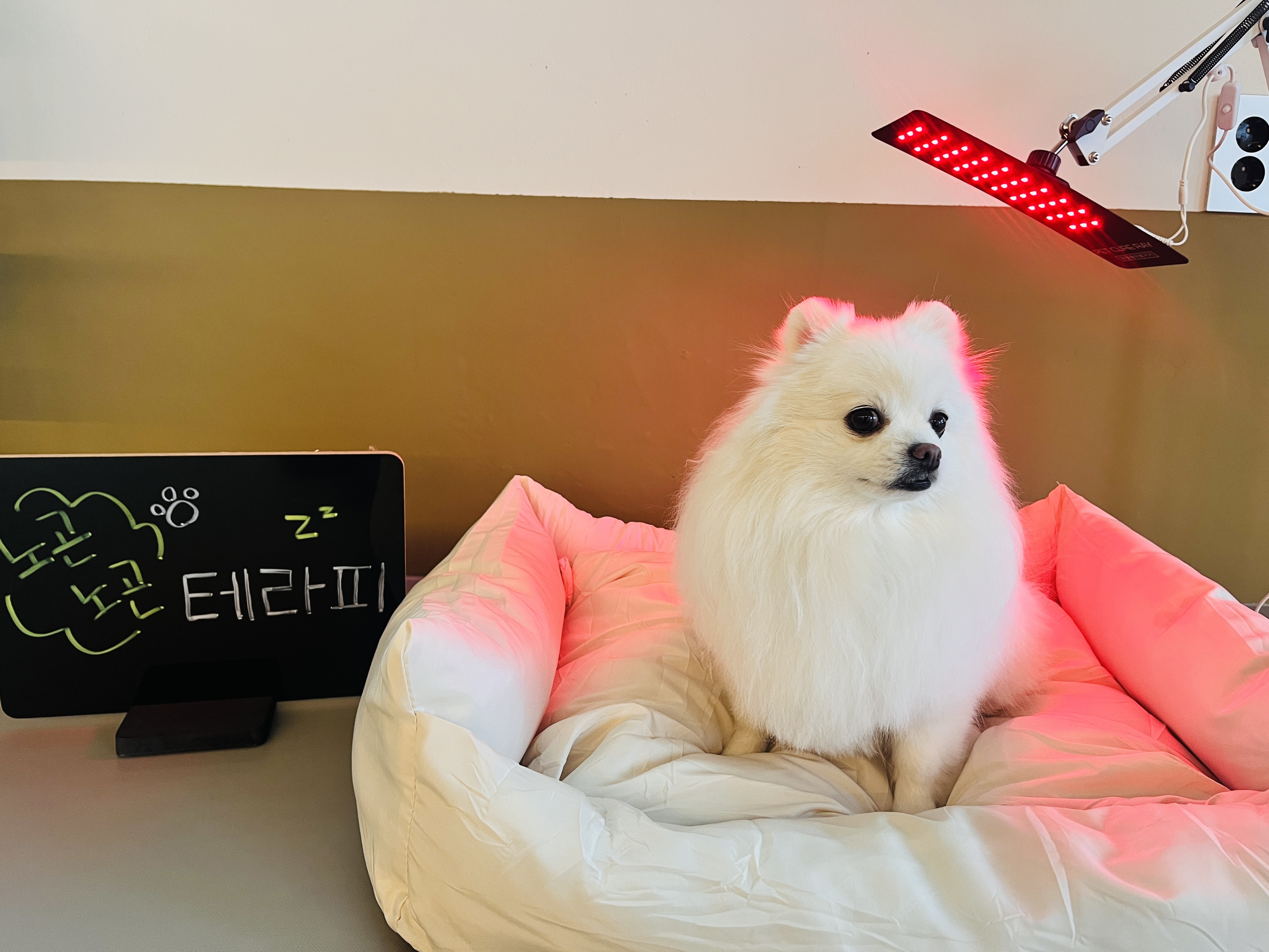 댕글댕글유치원 대표 이미지