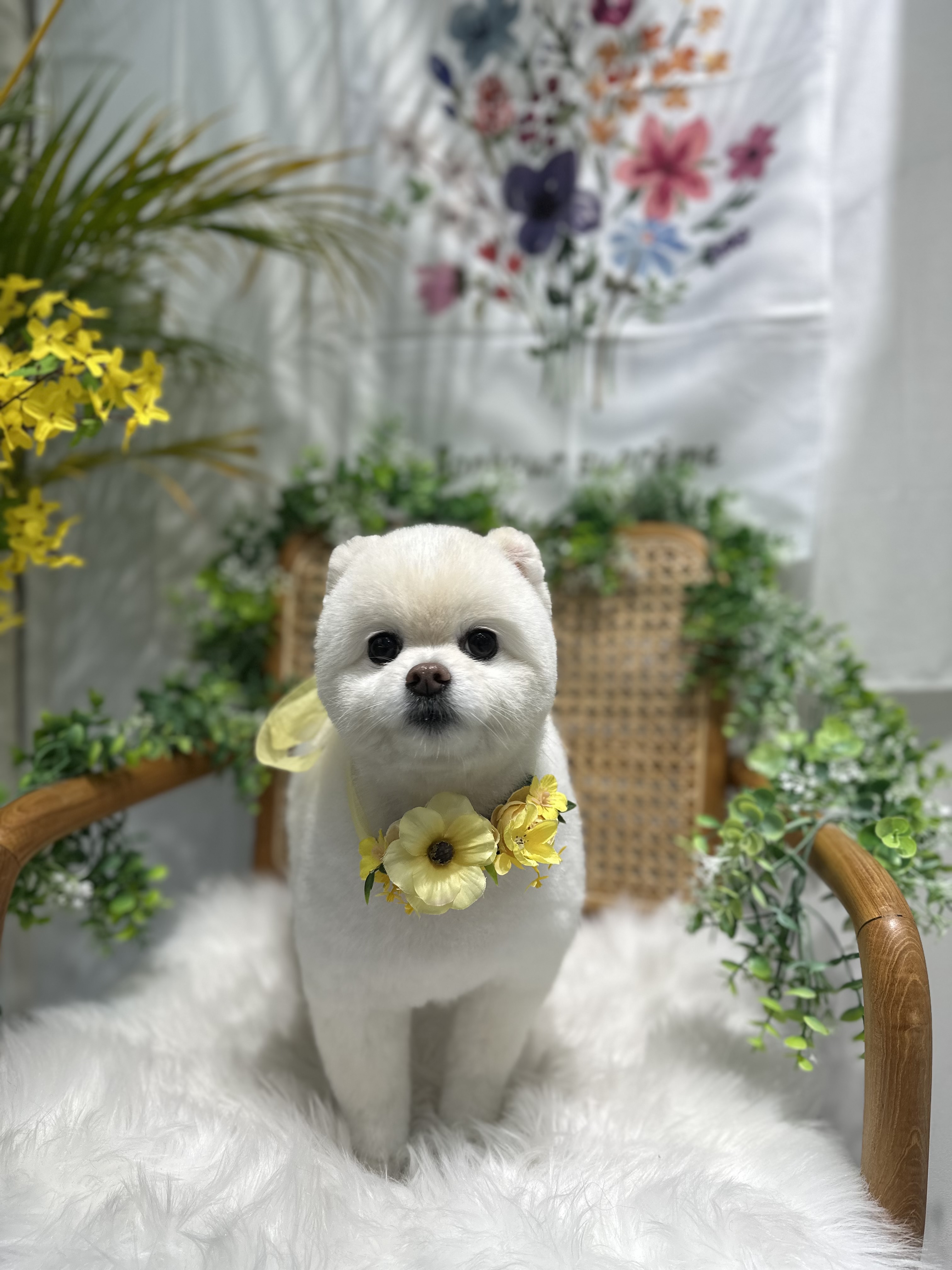 펫프렌즈 애견미용&호텔 대표 이미지