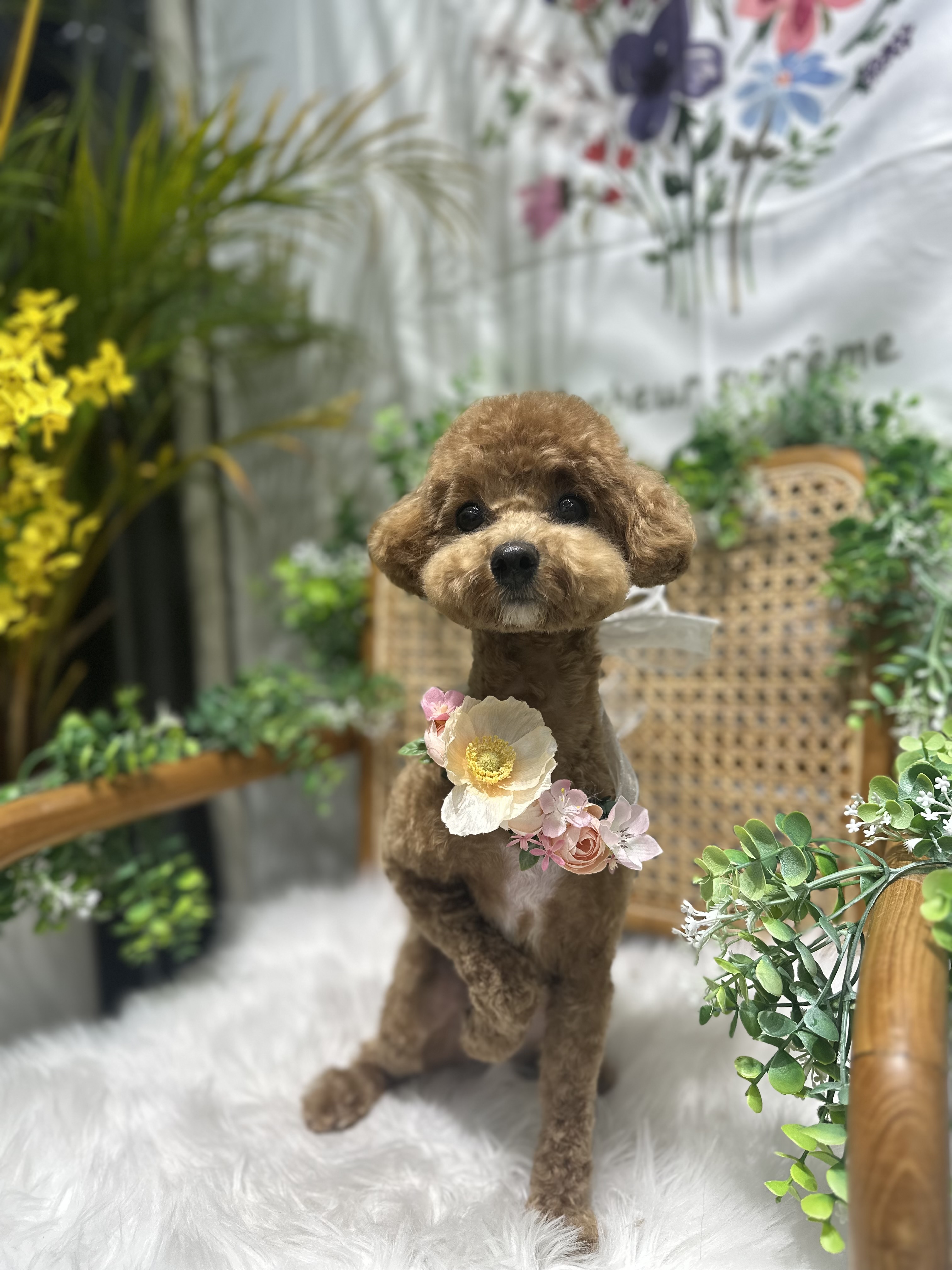 펫프렌즈 애견미용&호텔 대표 이미지