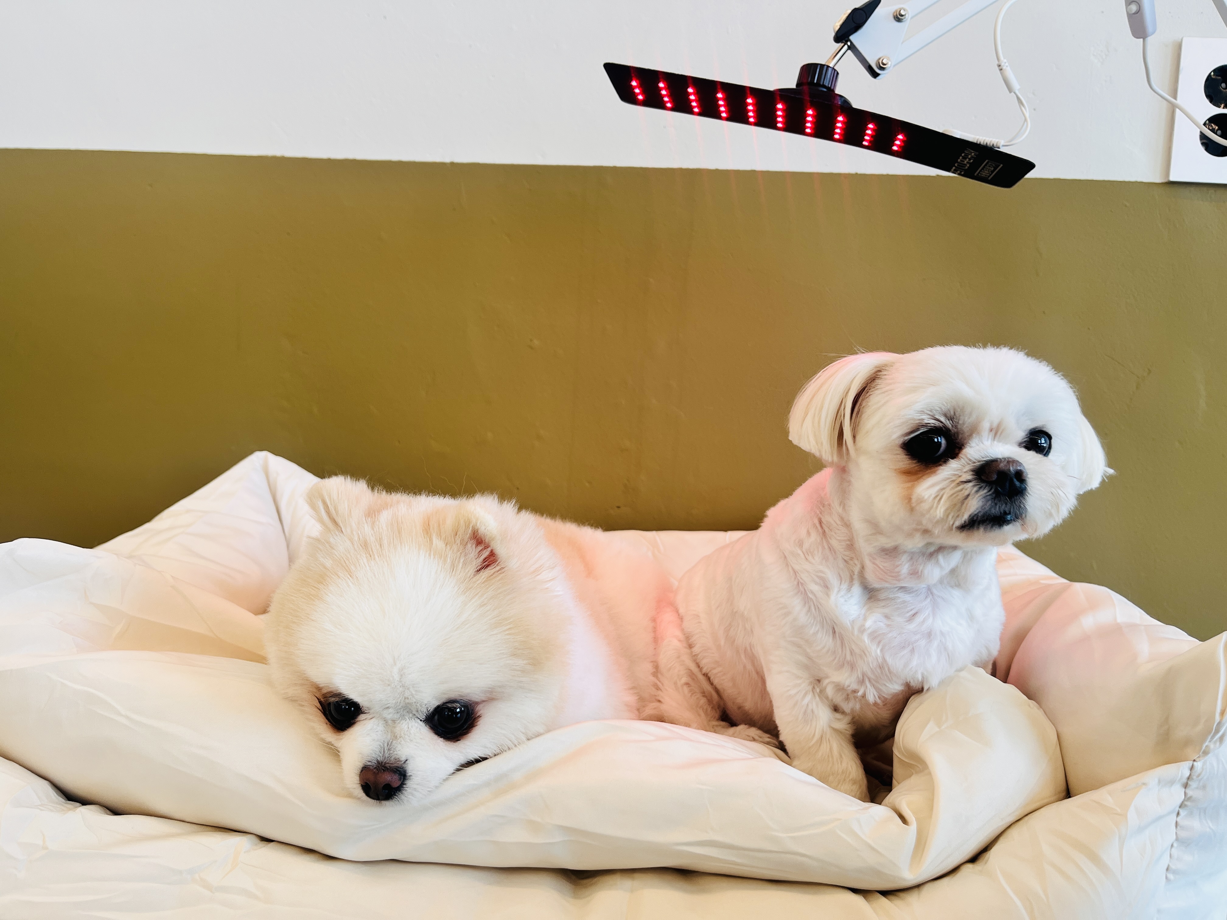 댕글댕글유치원 대표 이미지