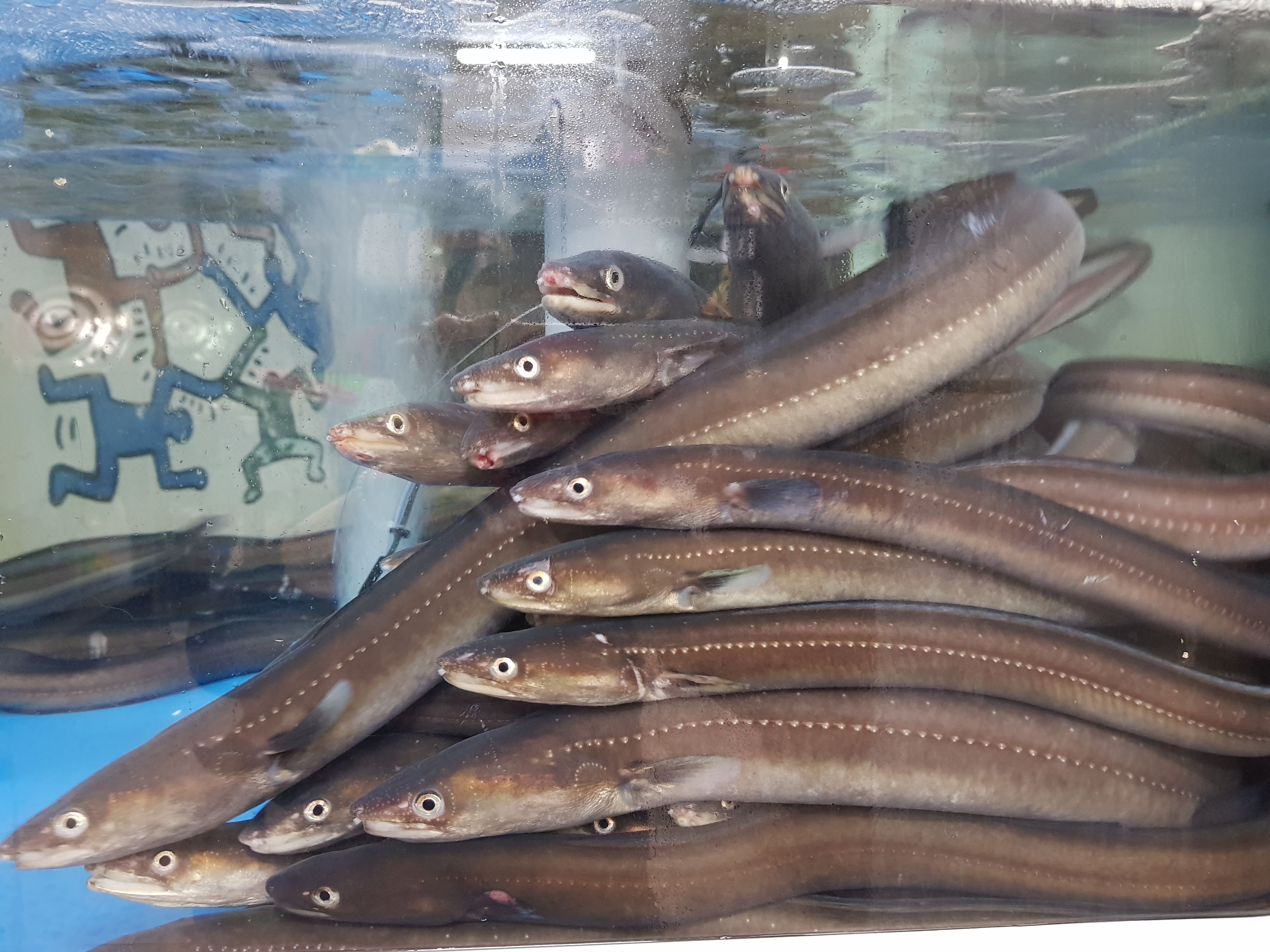 테마참숯장어구이