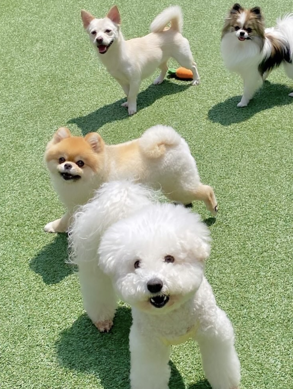 아지뜰 애견유치원 대표 이미지