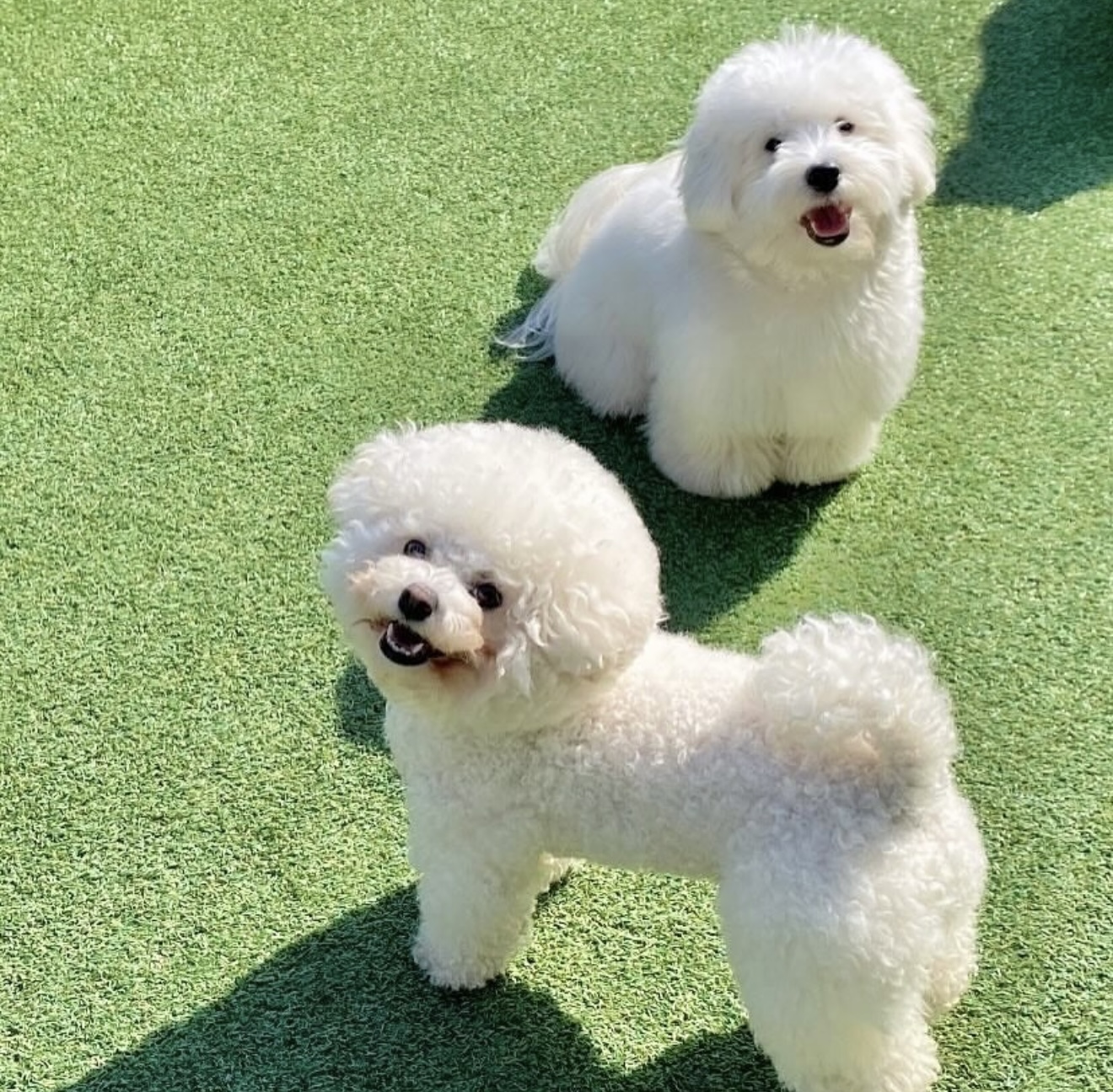 아지뜰 애견유치원 대표 이미지