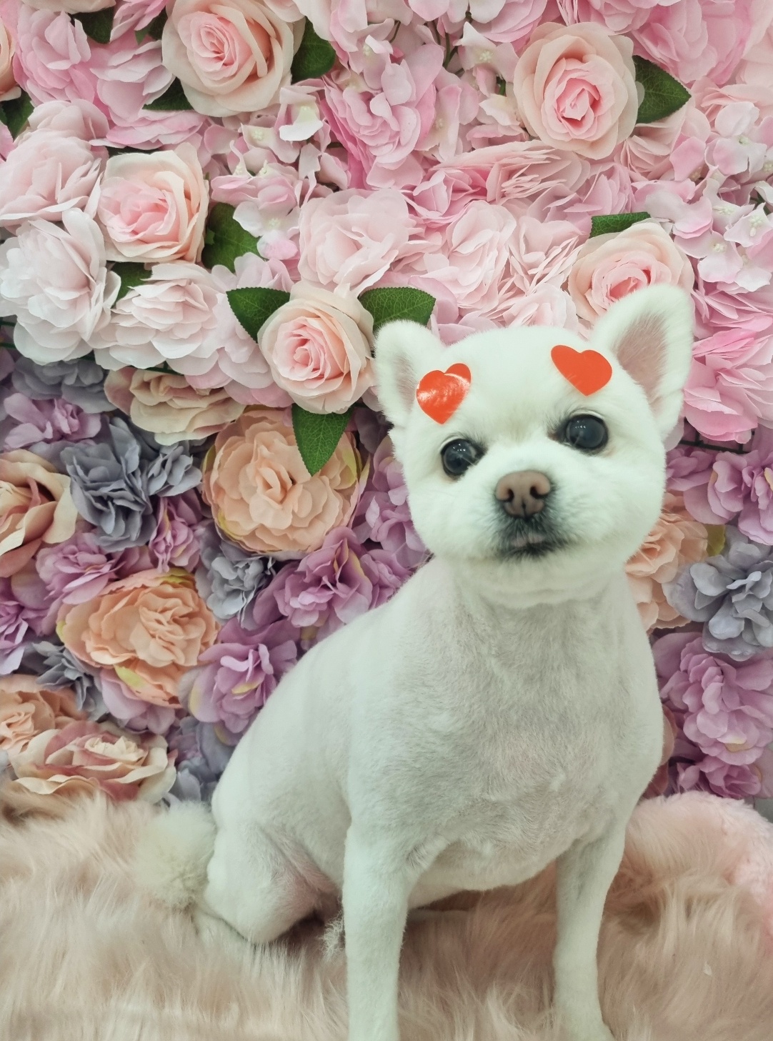 보들살롱 대표 이미지