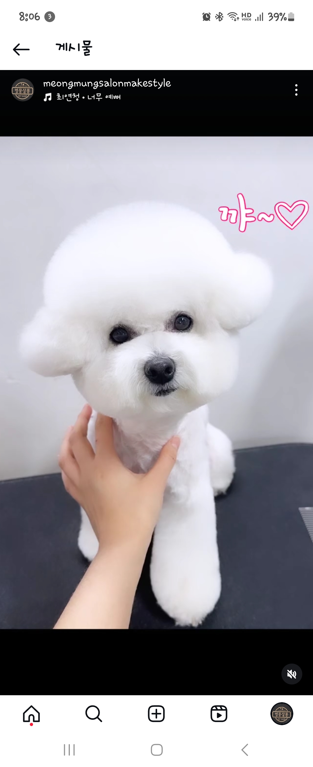 멍뭉살롱 대표 이미지