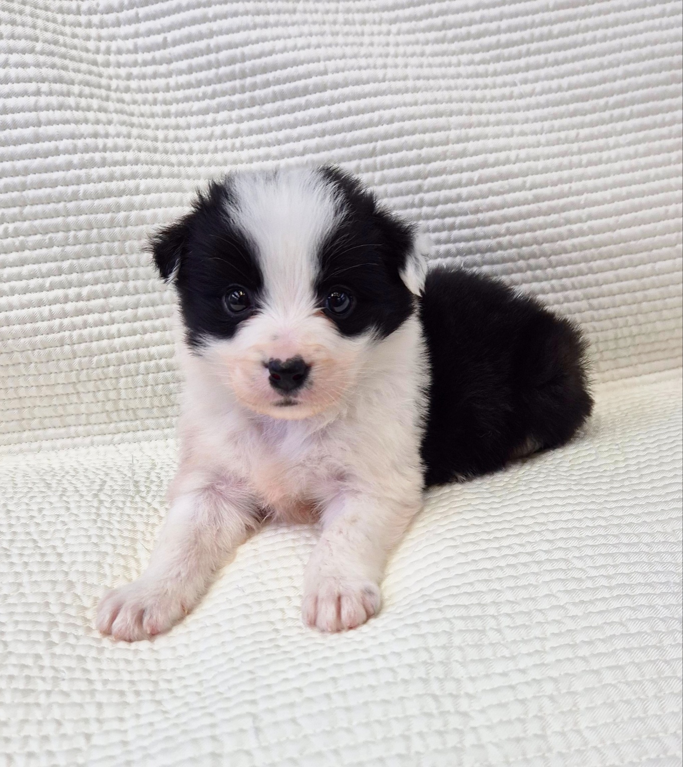 버디독 강아지분양 강서점 대표 이미지