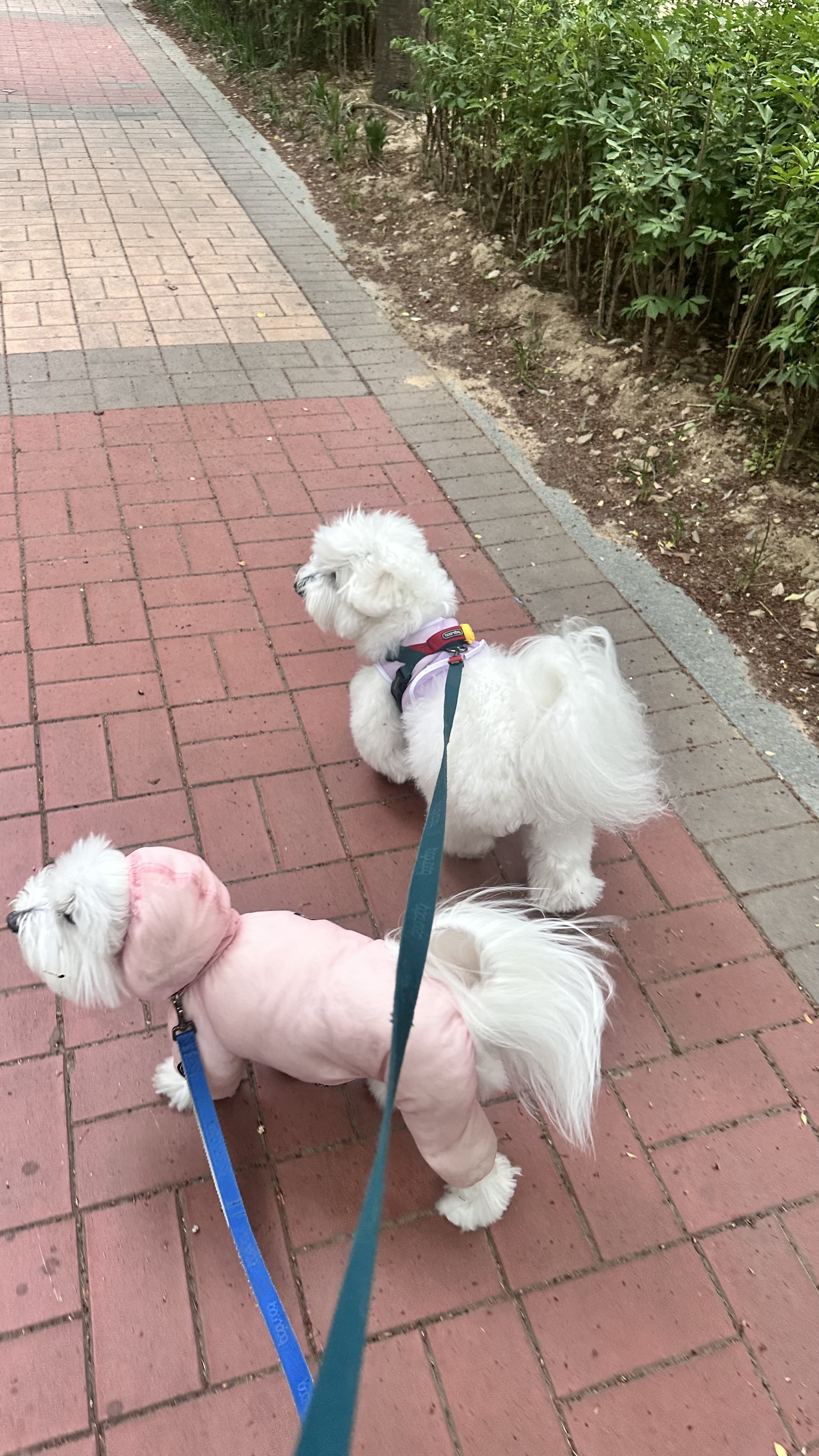 개바드림 대표 이미지