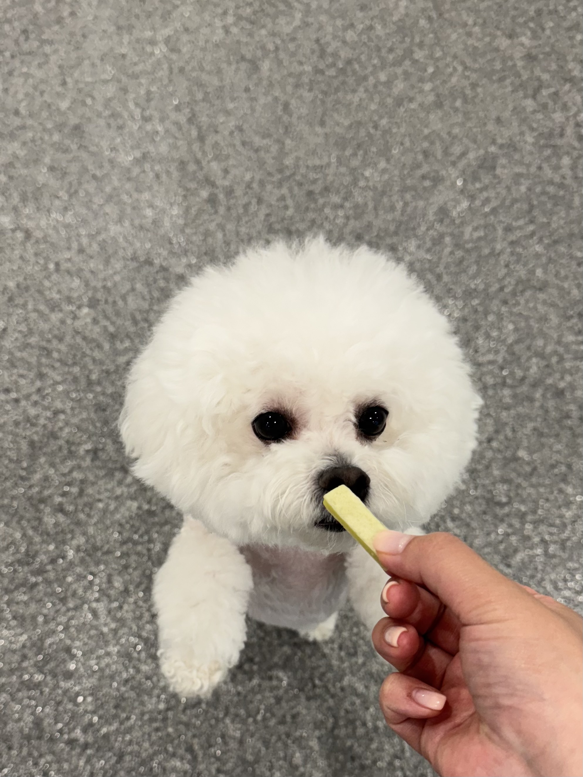쁠리아 대표 이미지