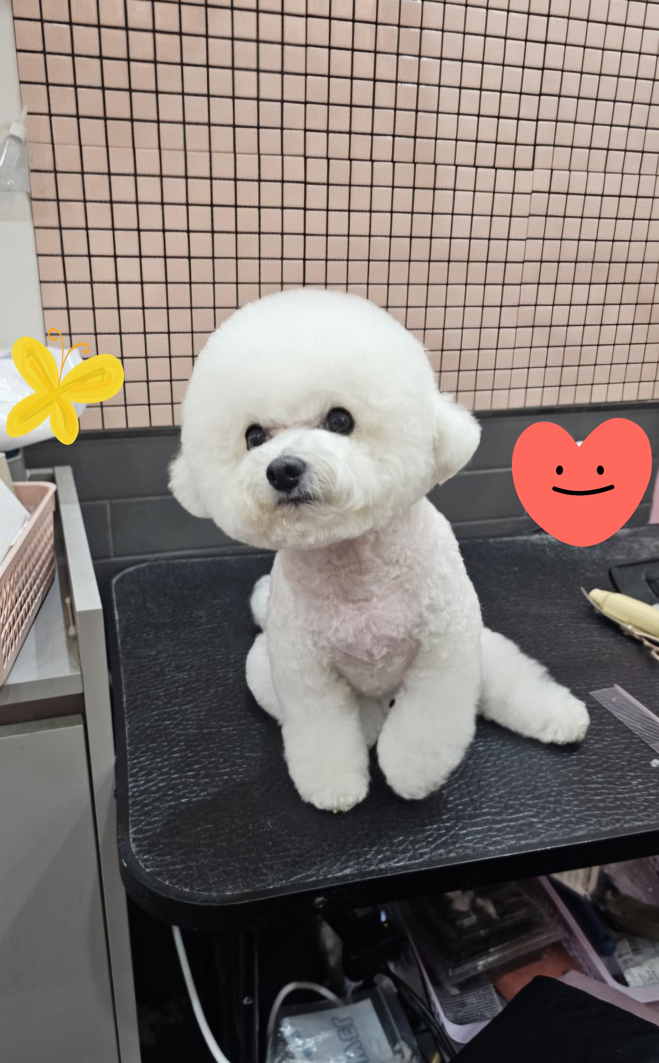 멍멍애견미용 대표 이미지