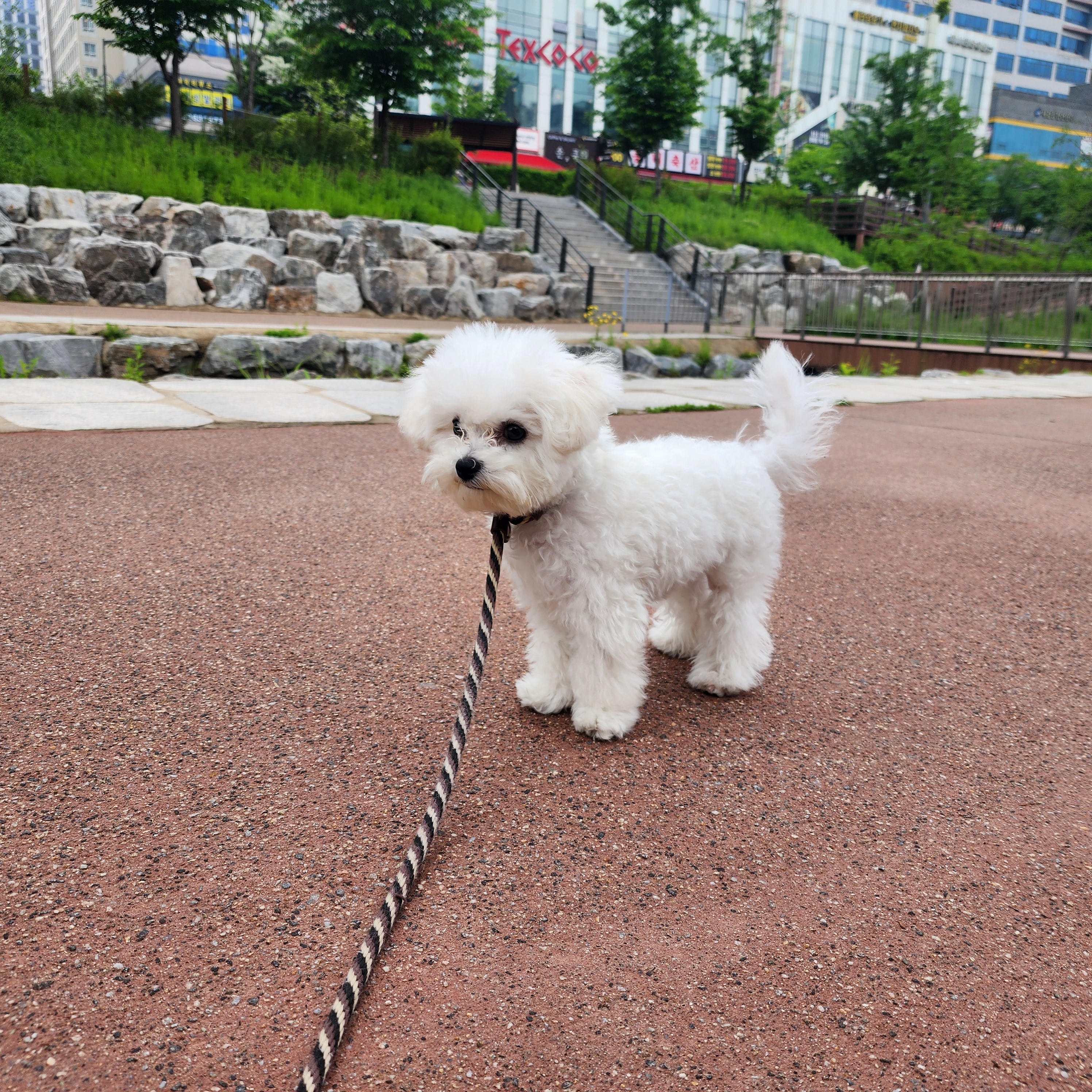 베버리독스 애견호텔유치원 대표 이미지