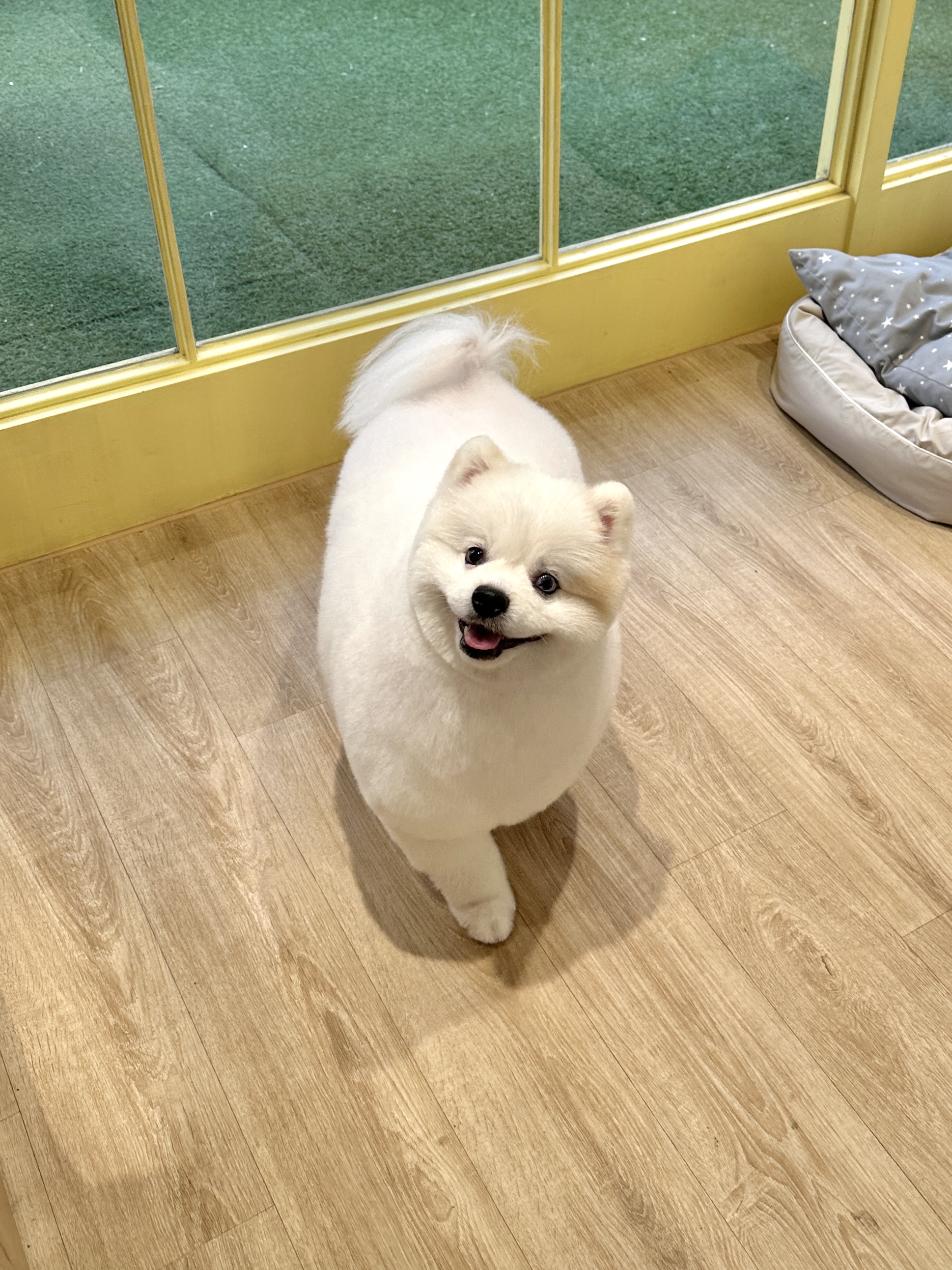 네추럴그루밍 대표 이미지