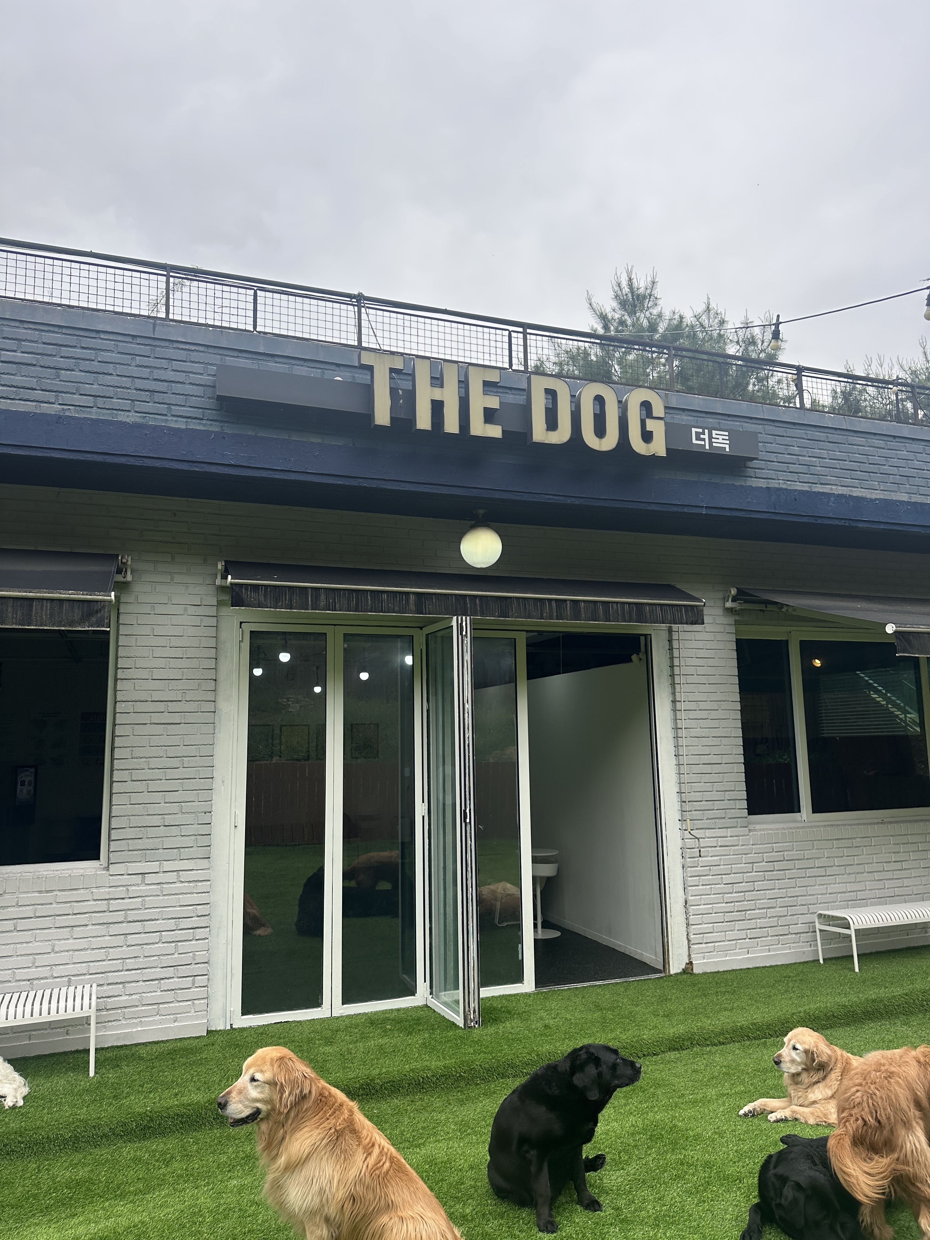 더독애견카페 대표 이미지